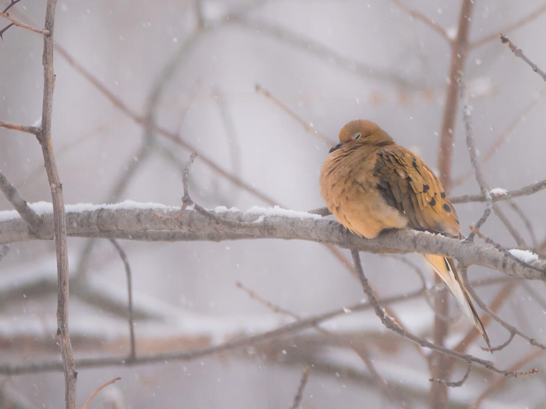 A Mourning Dove fluffed up on a snowy branch