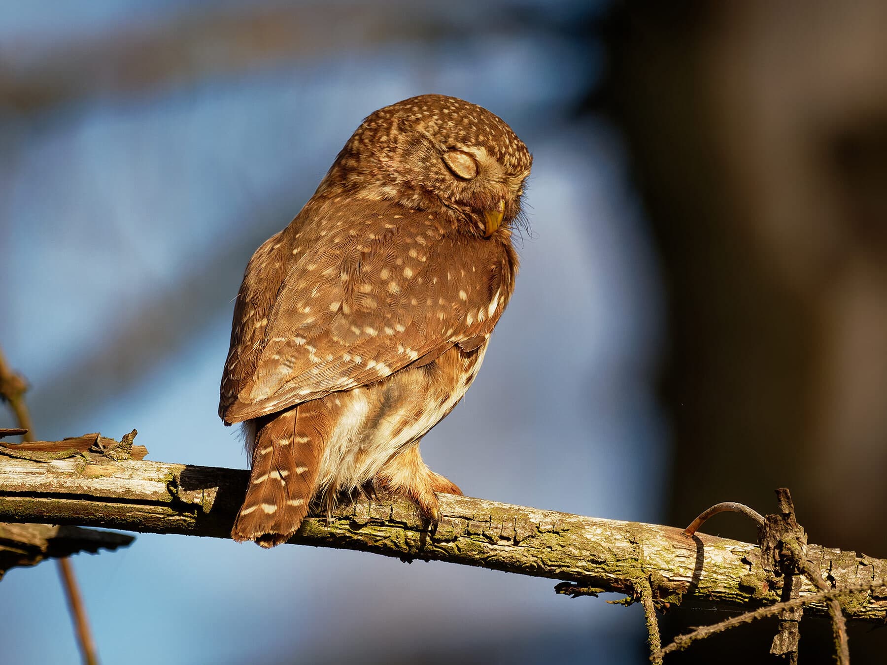 Sleeping pygmy owl