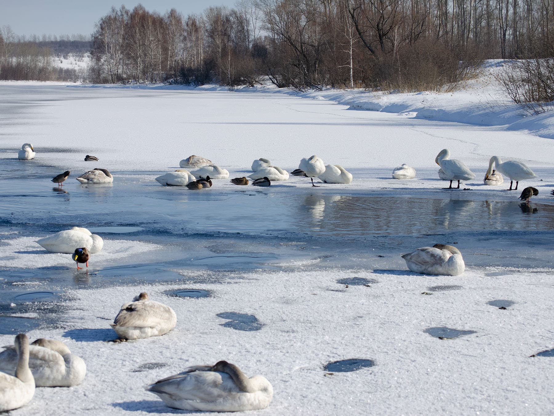 Sleeping swans and ducks winter