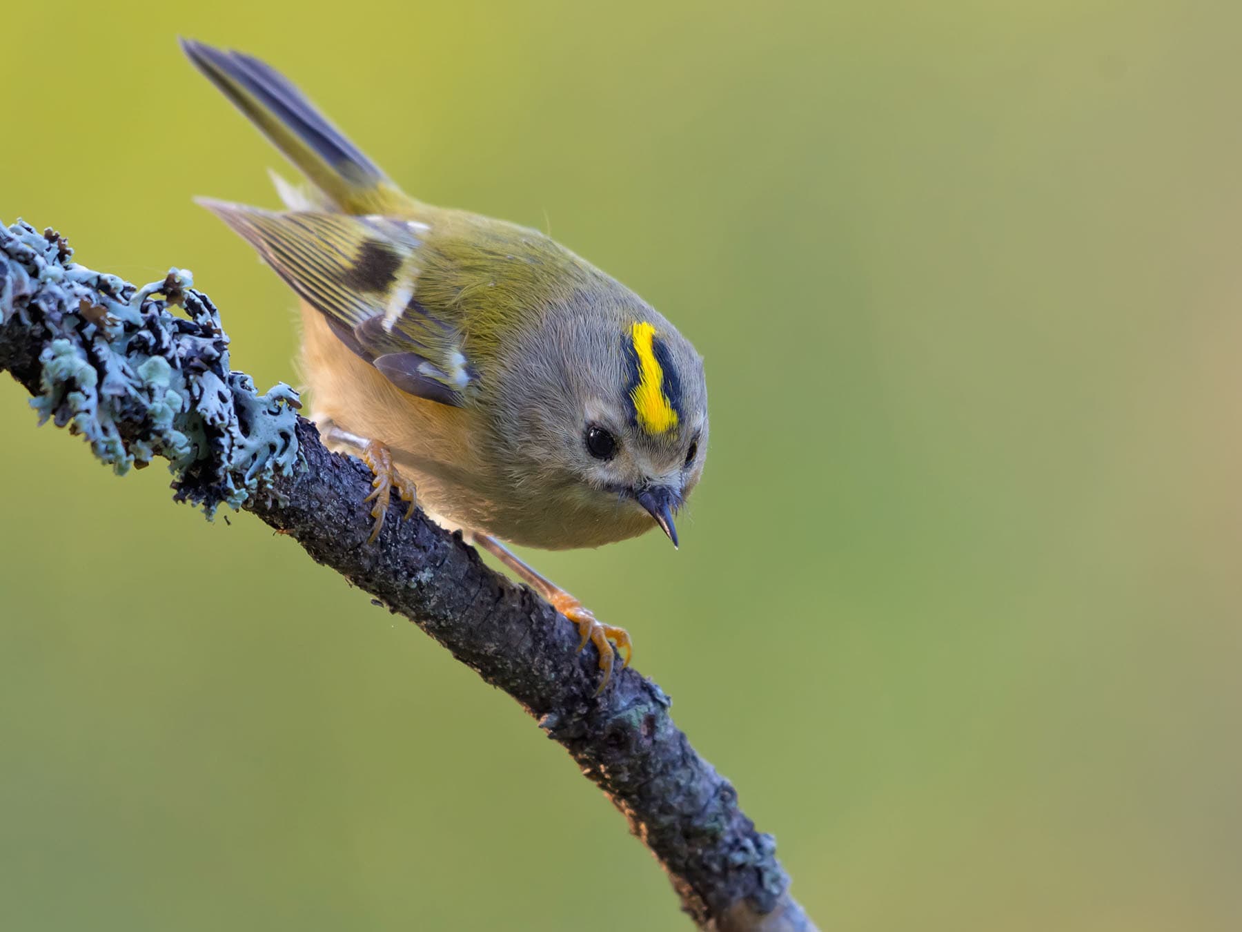 Smallest uk garden bird