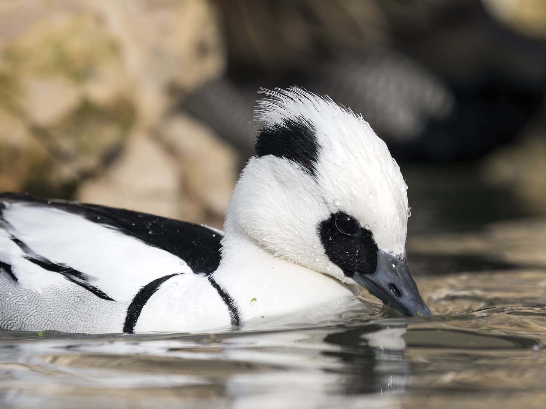 close-up of a Smew