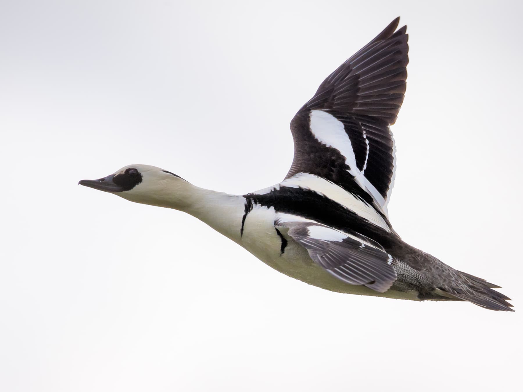 Smew in-flight