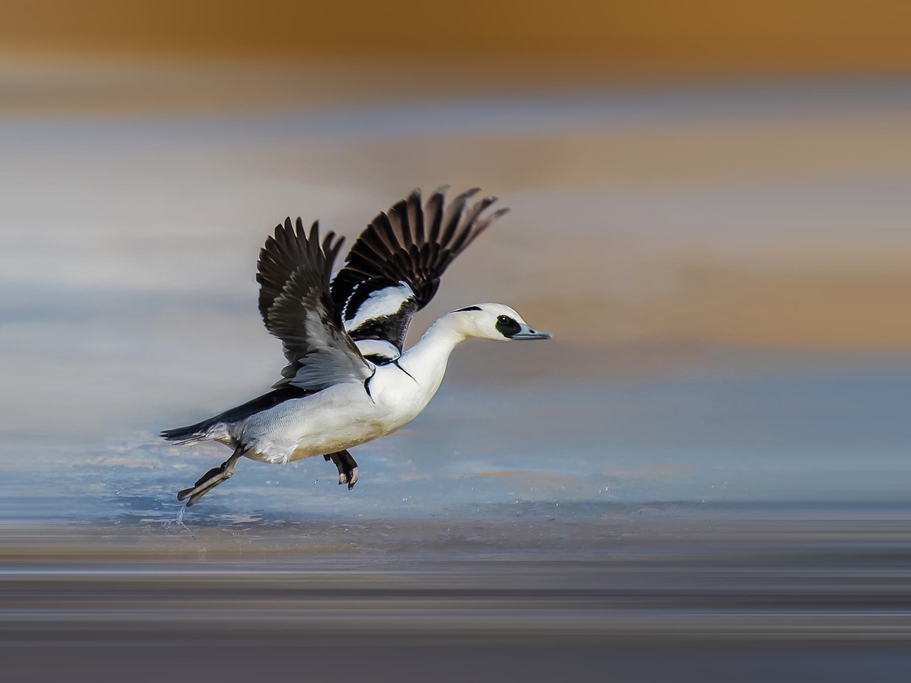 Smew getting ready for take-off