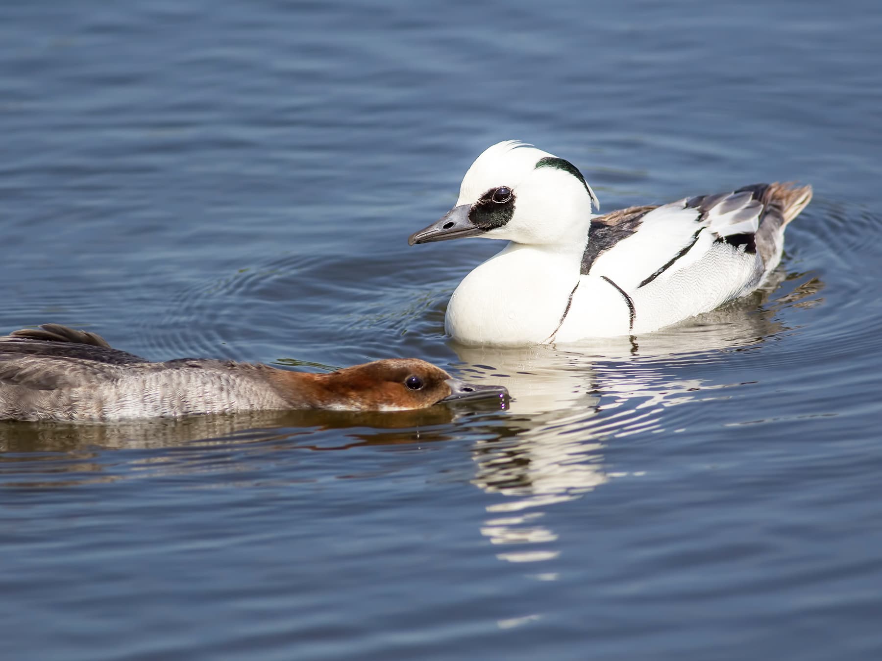 Pair of Smews performing mating ritual