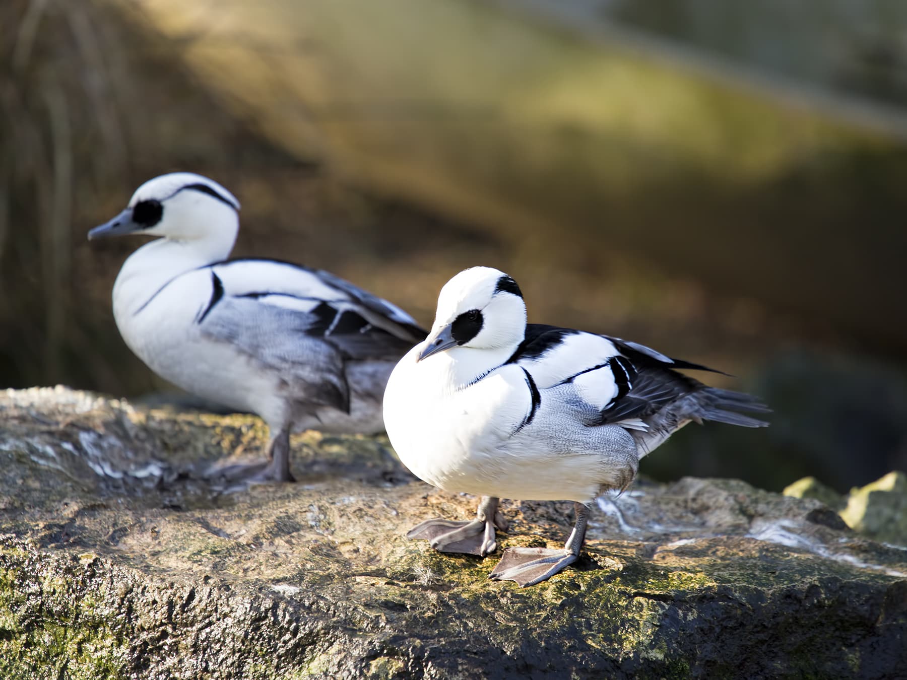Two Smews resting on the rocks