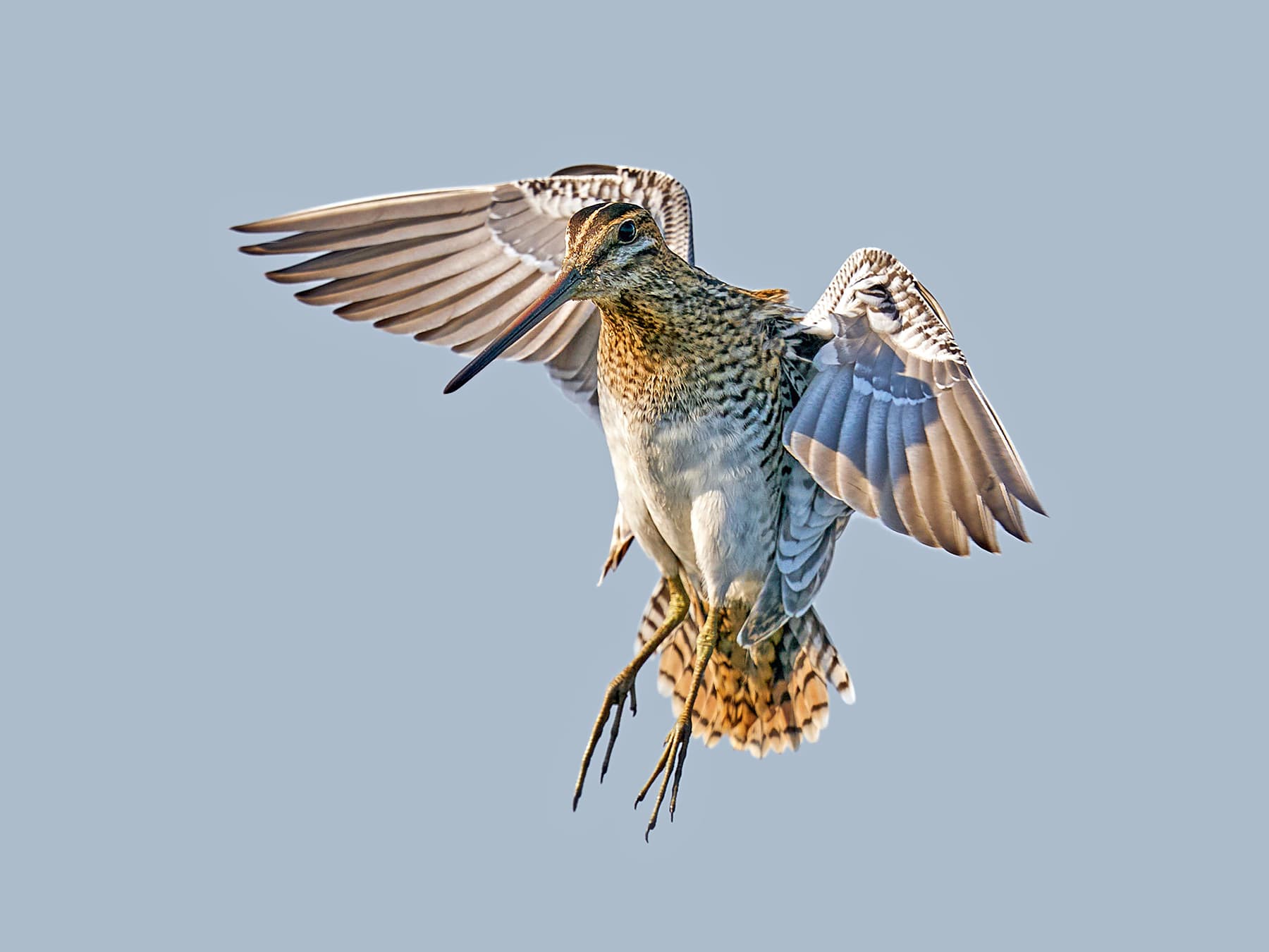 Snipe about to land