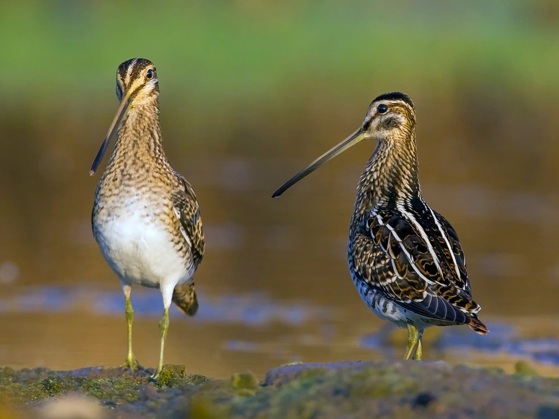 Pair of Snipes in natural habitat