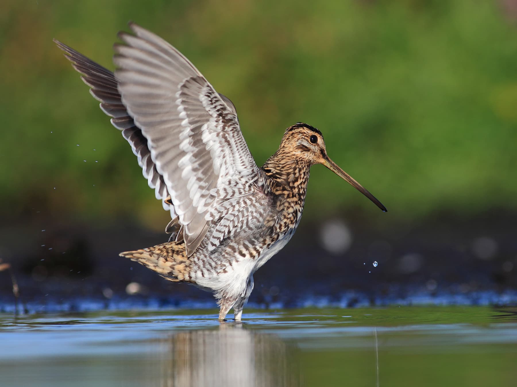 Snipe standing in shallow water stretching its wings