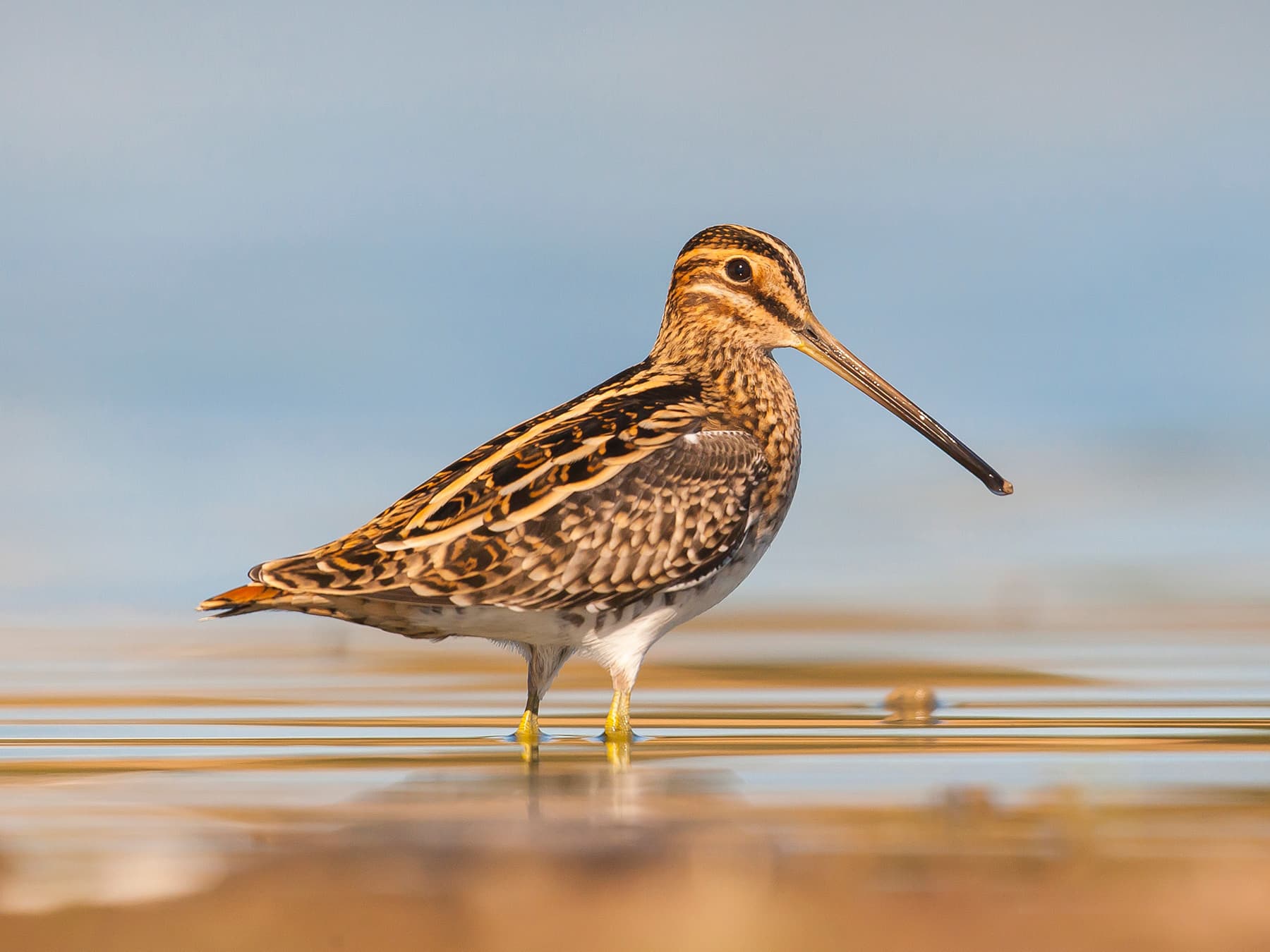 Common Snipe