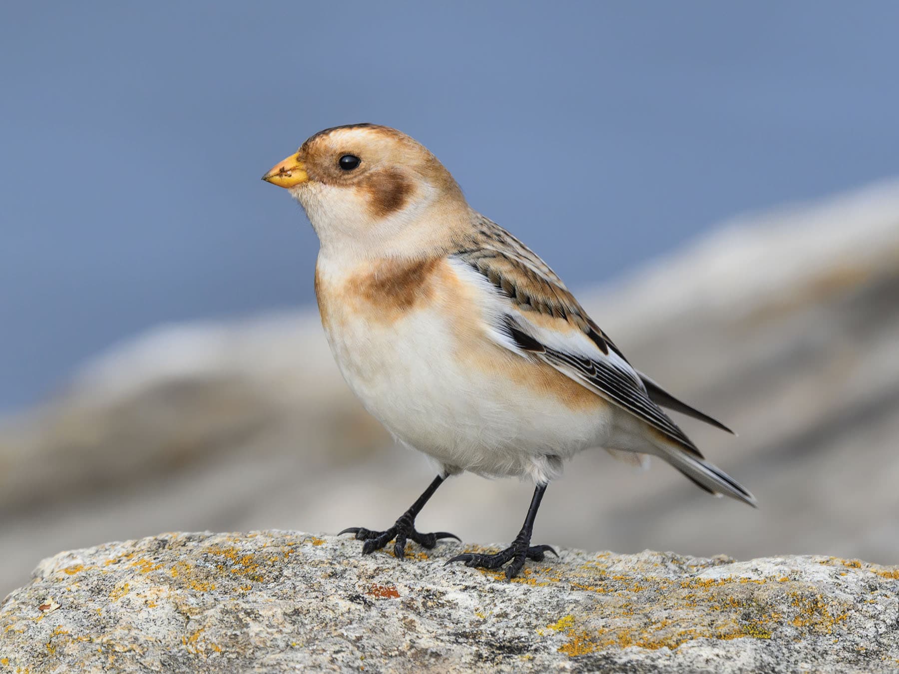 Snow Bunting