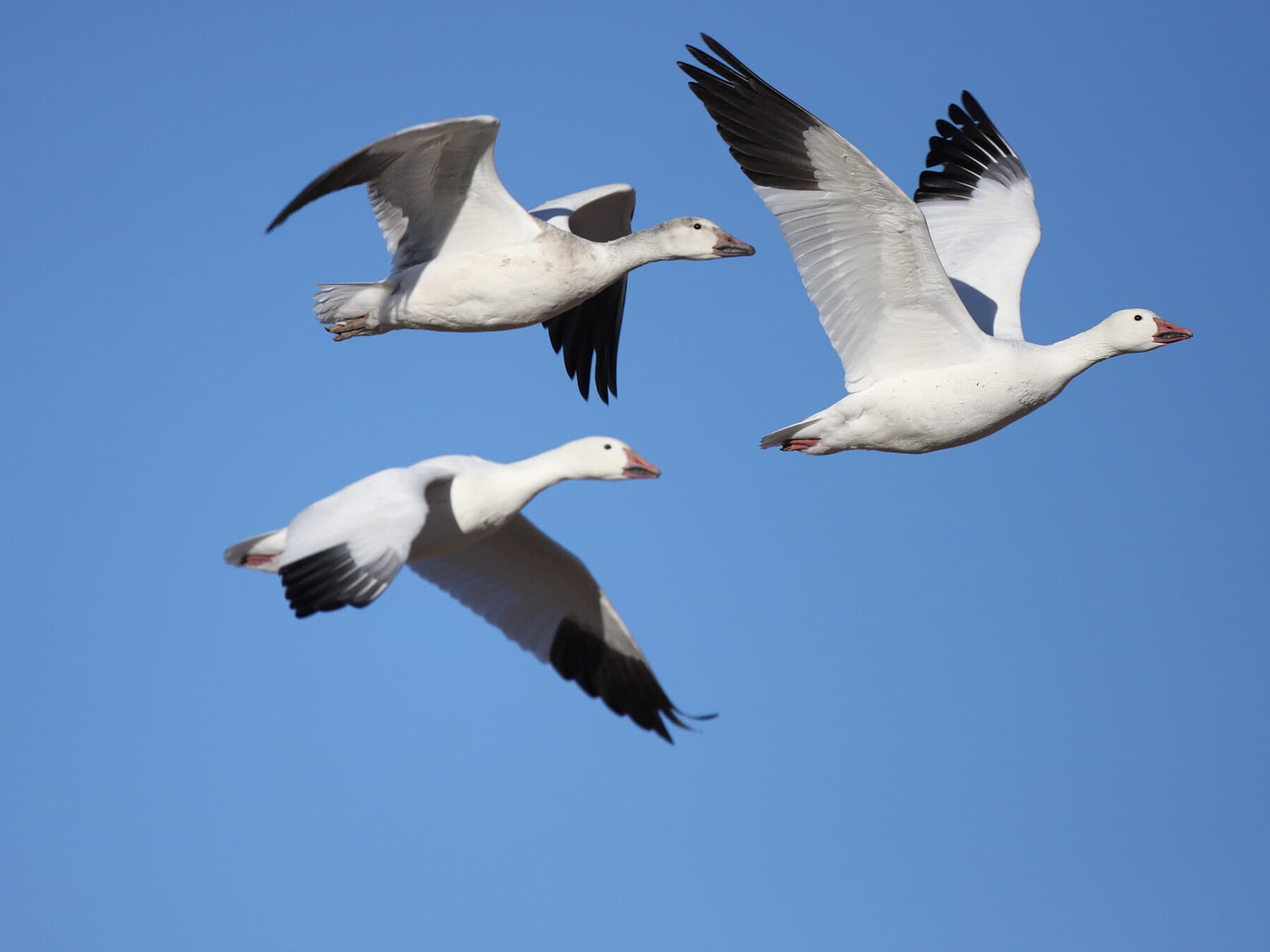 Snow geese in flight