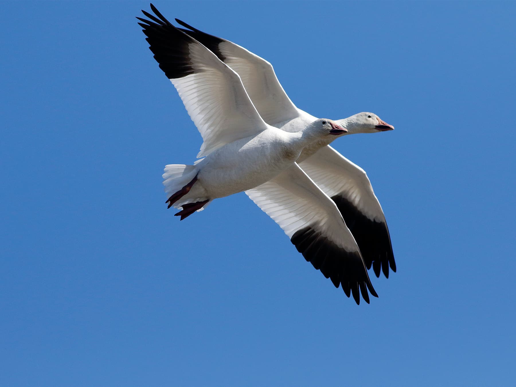 Snow geese migrating
