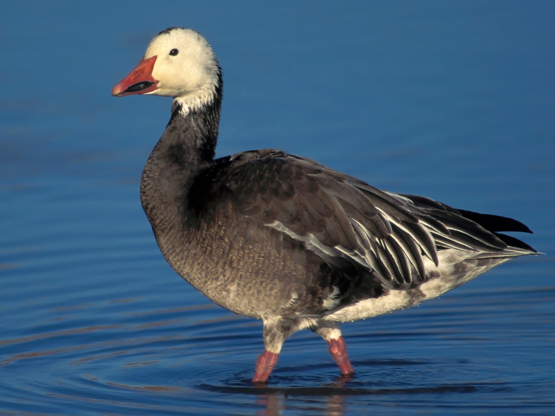 Snow Goose (blue morph)