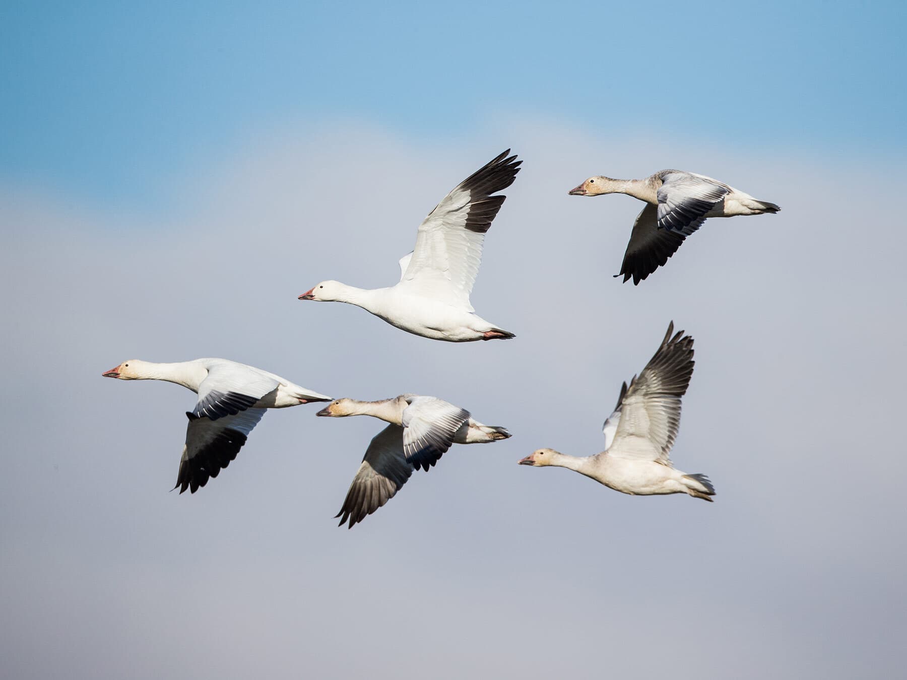 Snow goose flock in flight