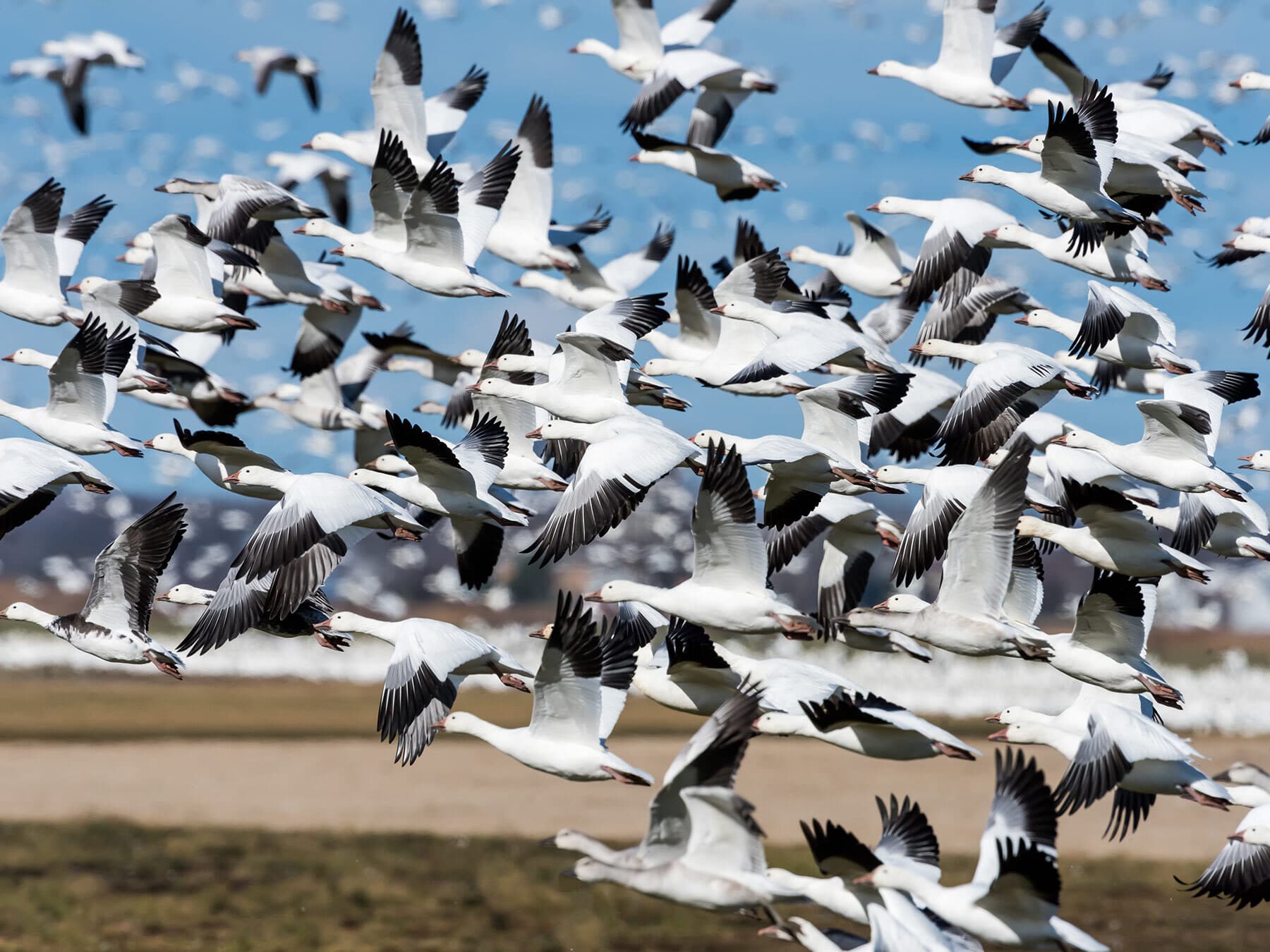 Snow goose flock migrating
