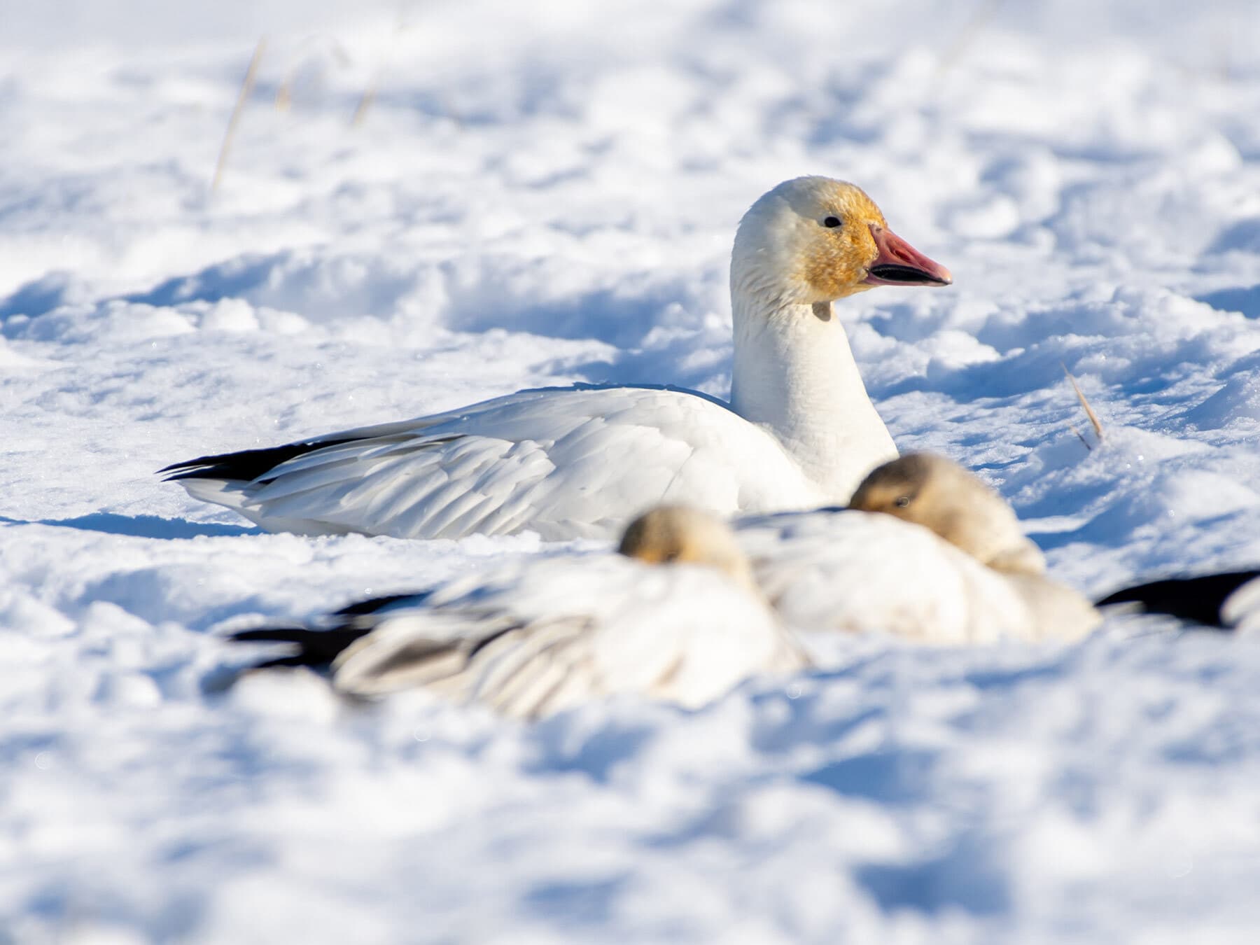Snow goose resting snow