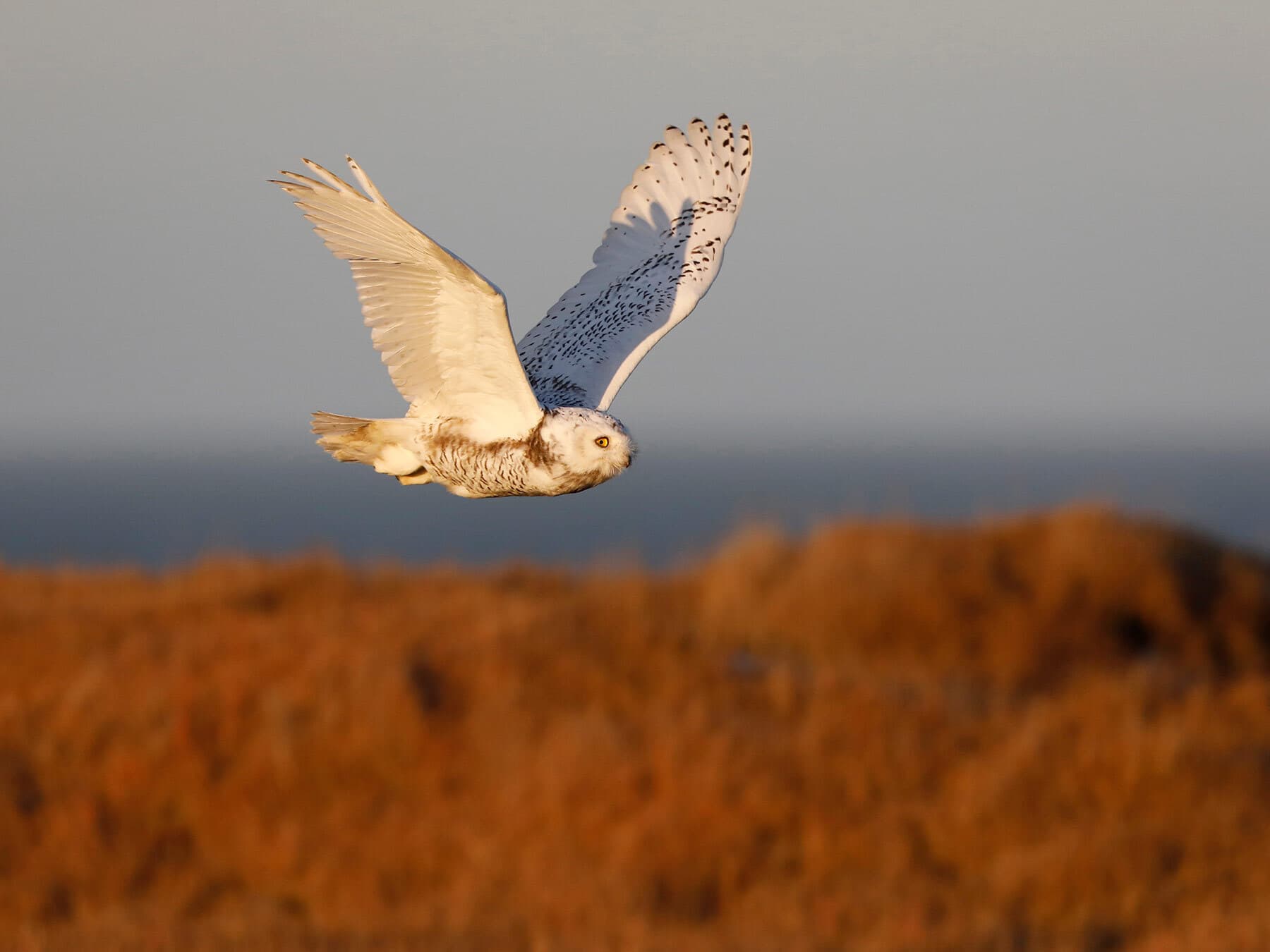 Snowy owl alaska