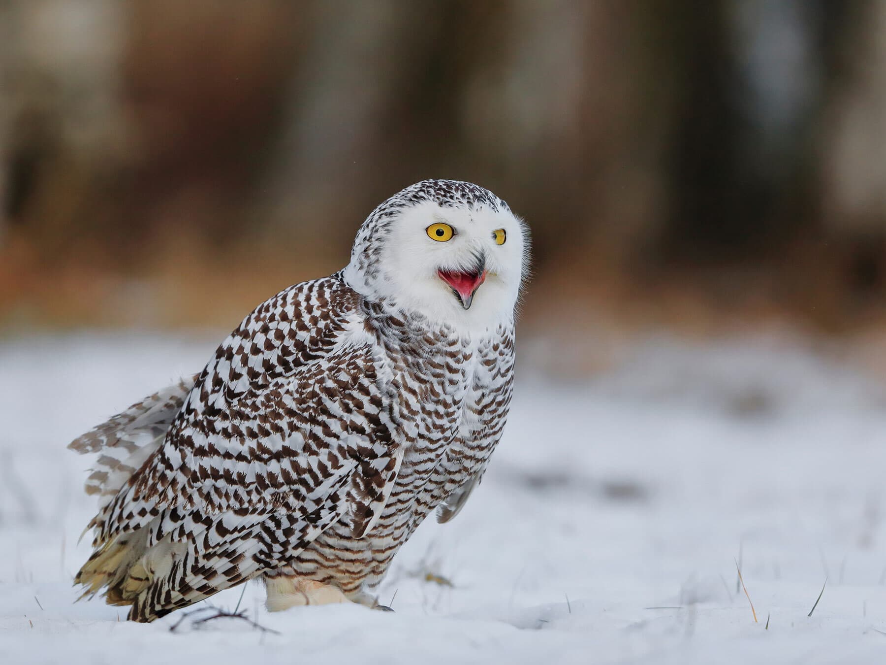 Snowy owl calling