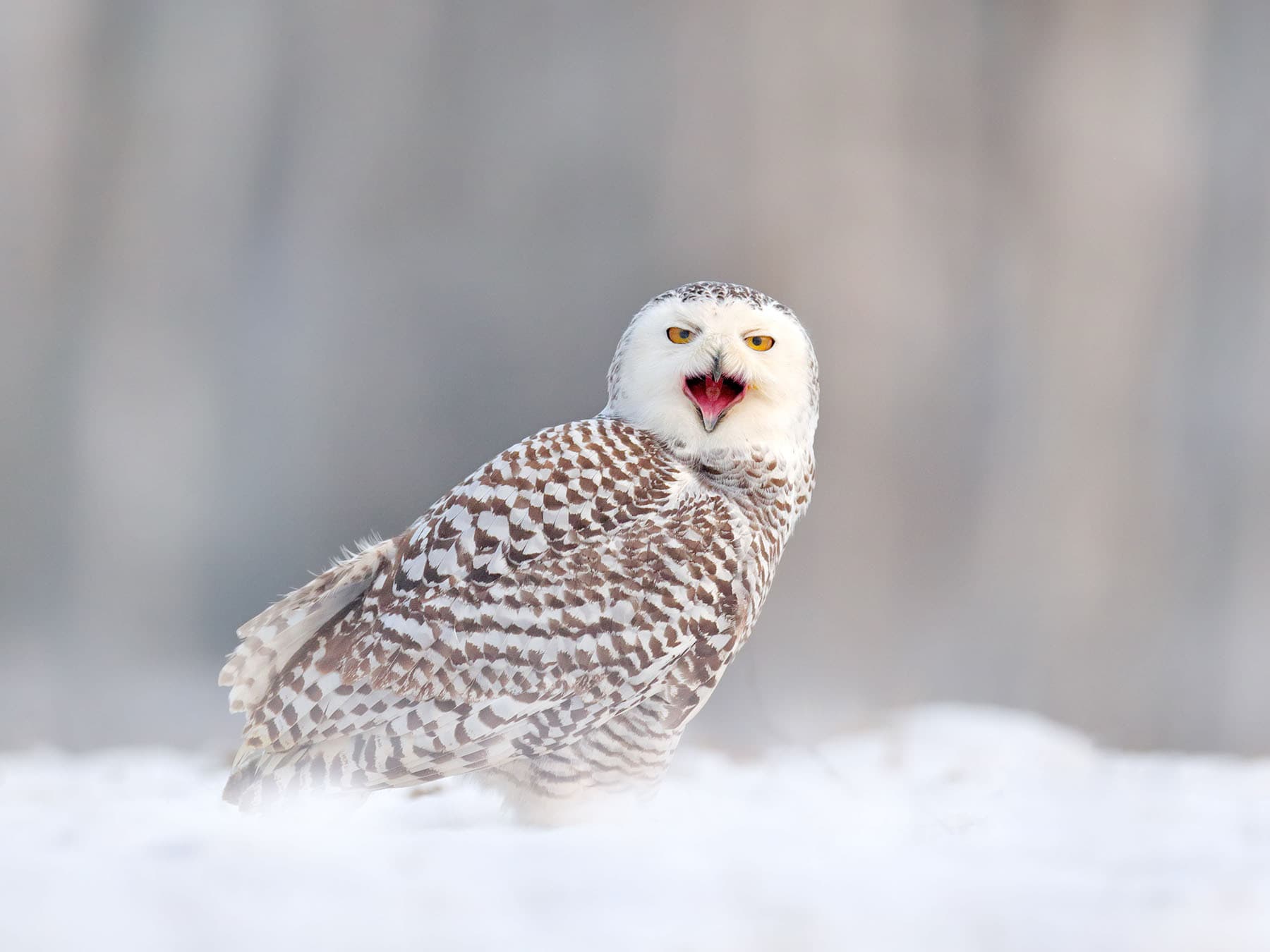 Snowy owl calling