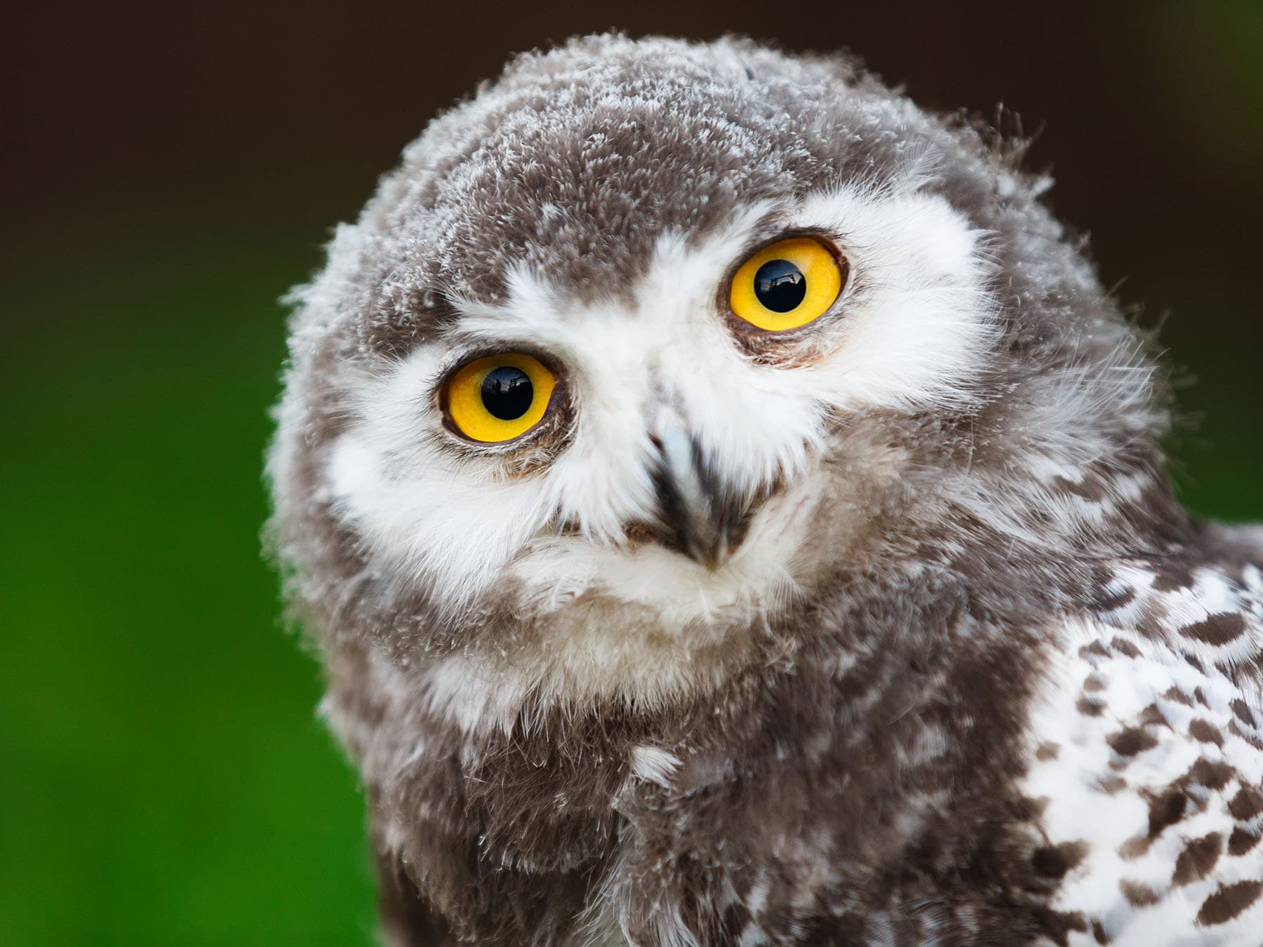 Snowy owl chick