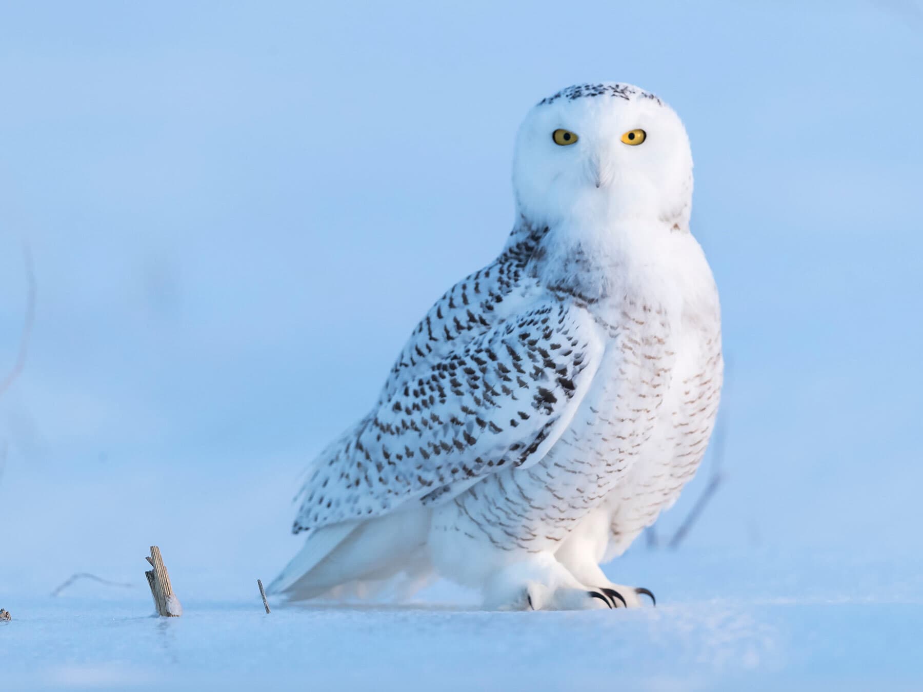 Snowy owl close up