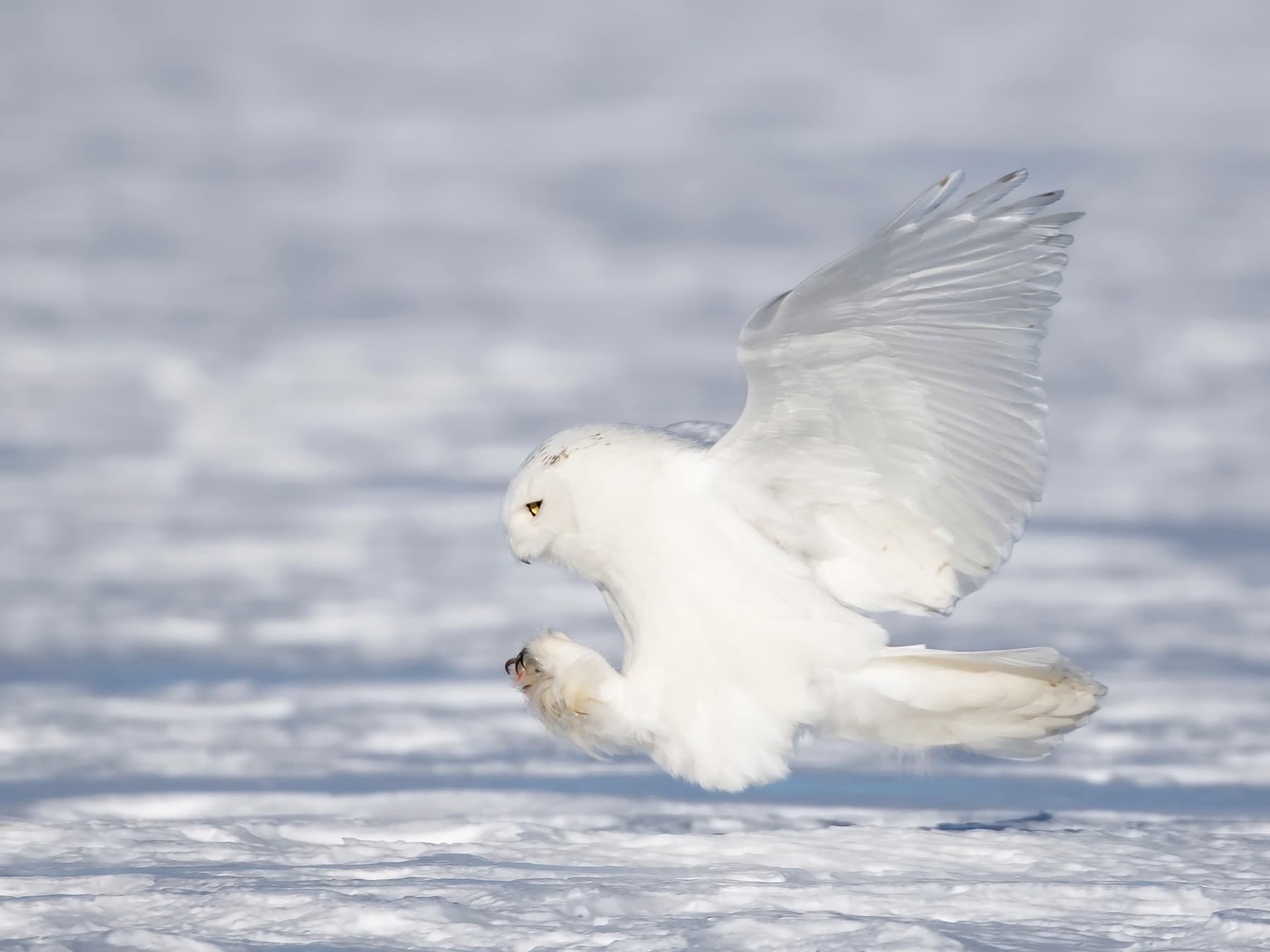 Snowy Owl coming in to land