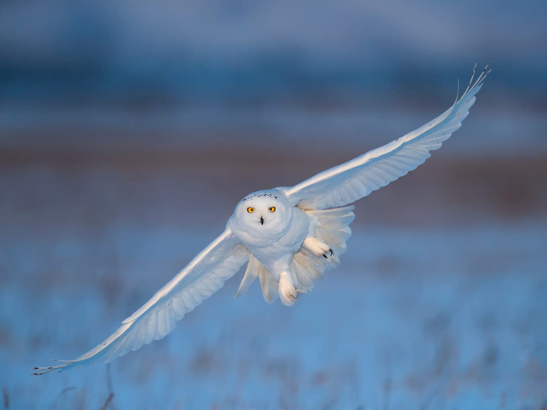 Snowy owl flying