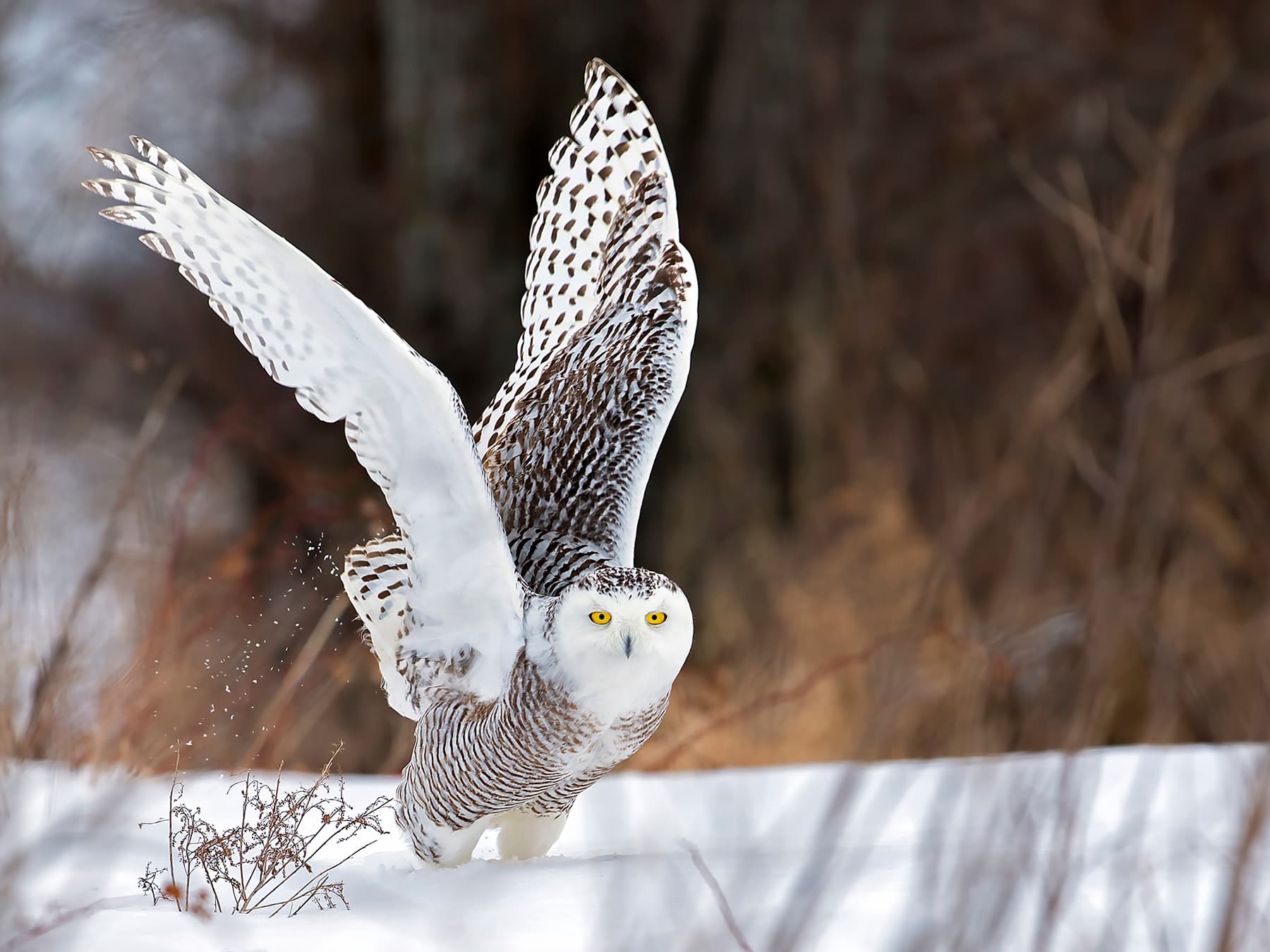 Snowy Owl getting prepared for take-off