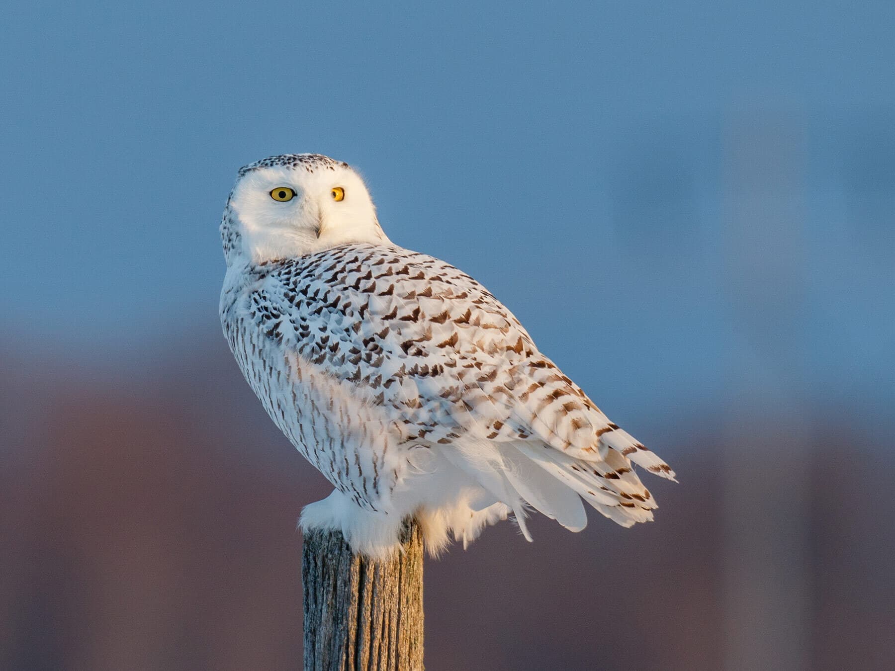 Snowy owl harry potter