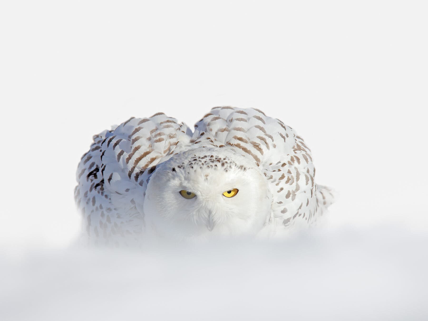 Snowy owl hunting prey