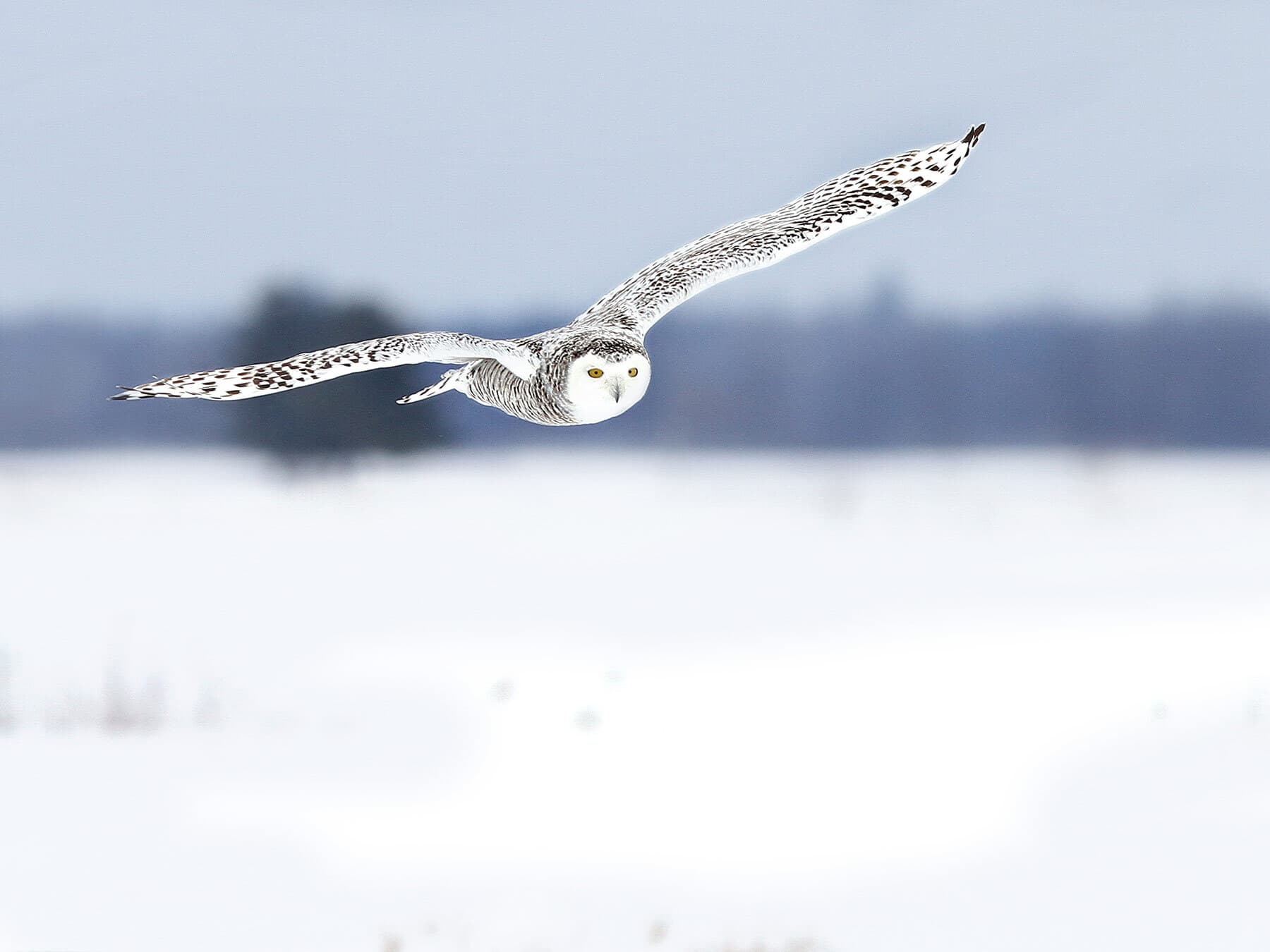 Snowy owl hunting