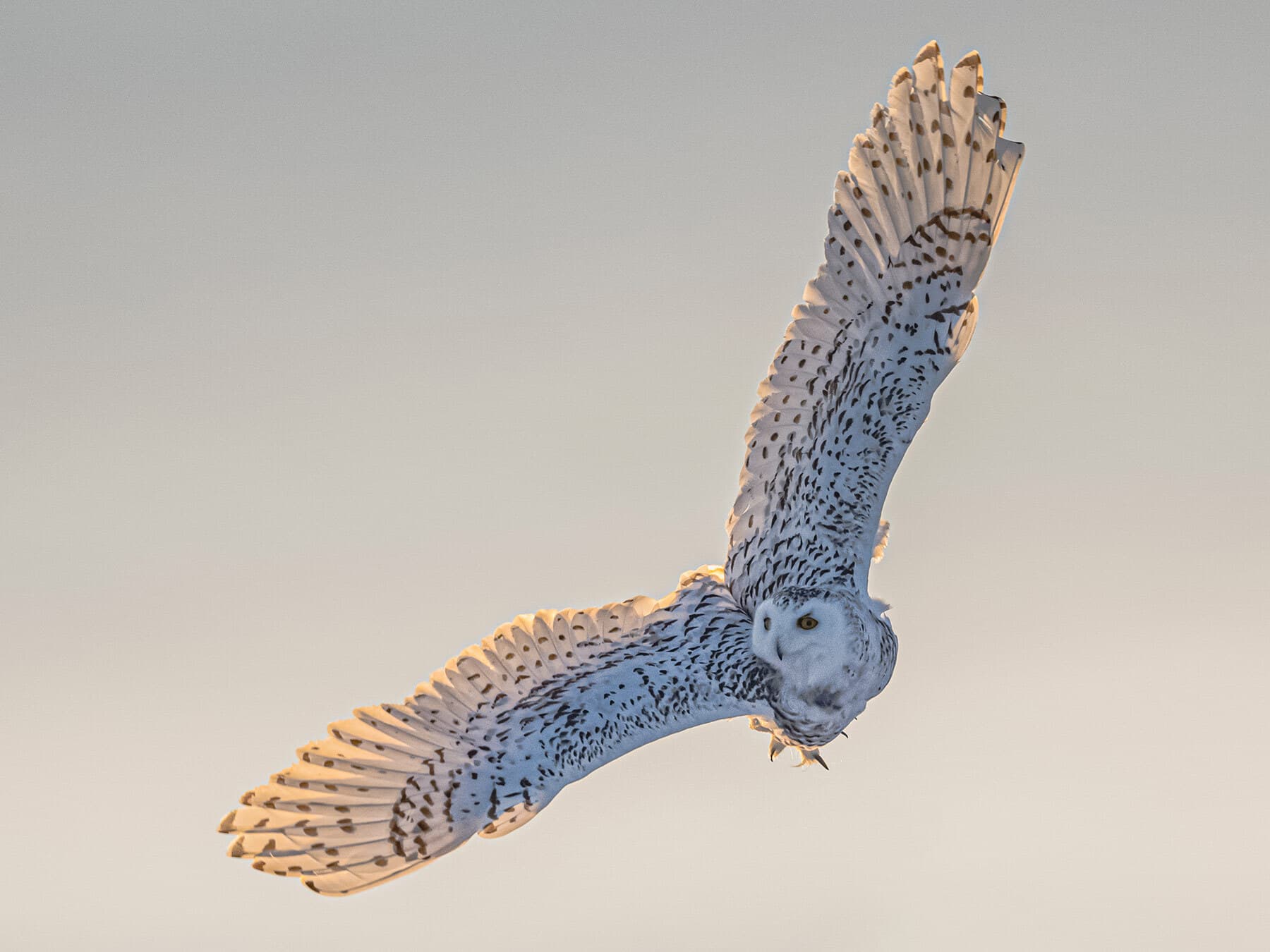 Snowy owl in flight