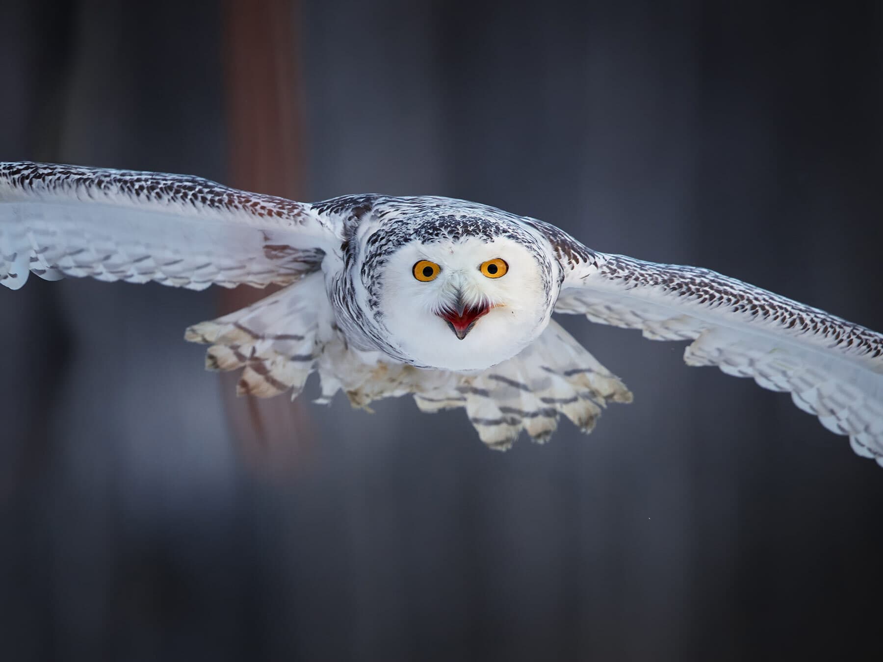 Snowy owl in flight