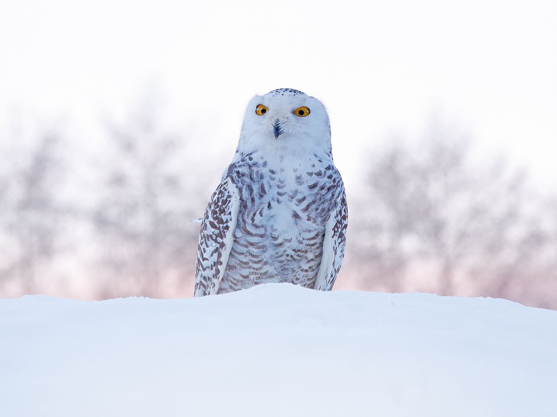 Snowy owl in snow