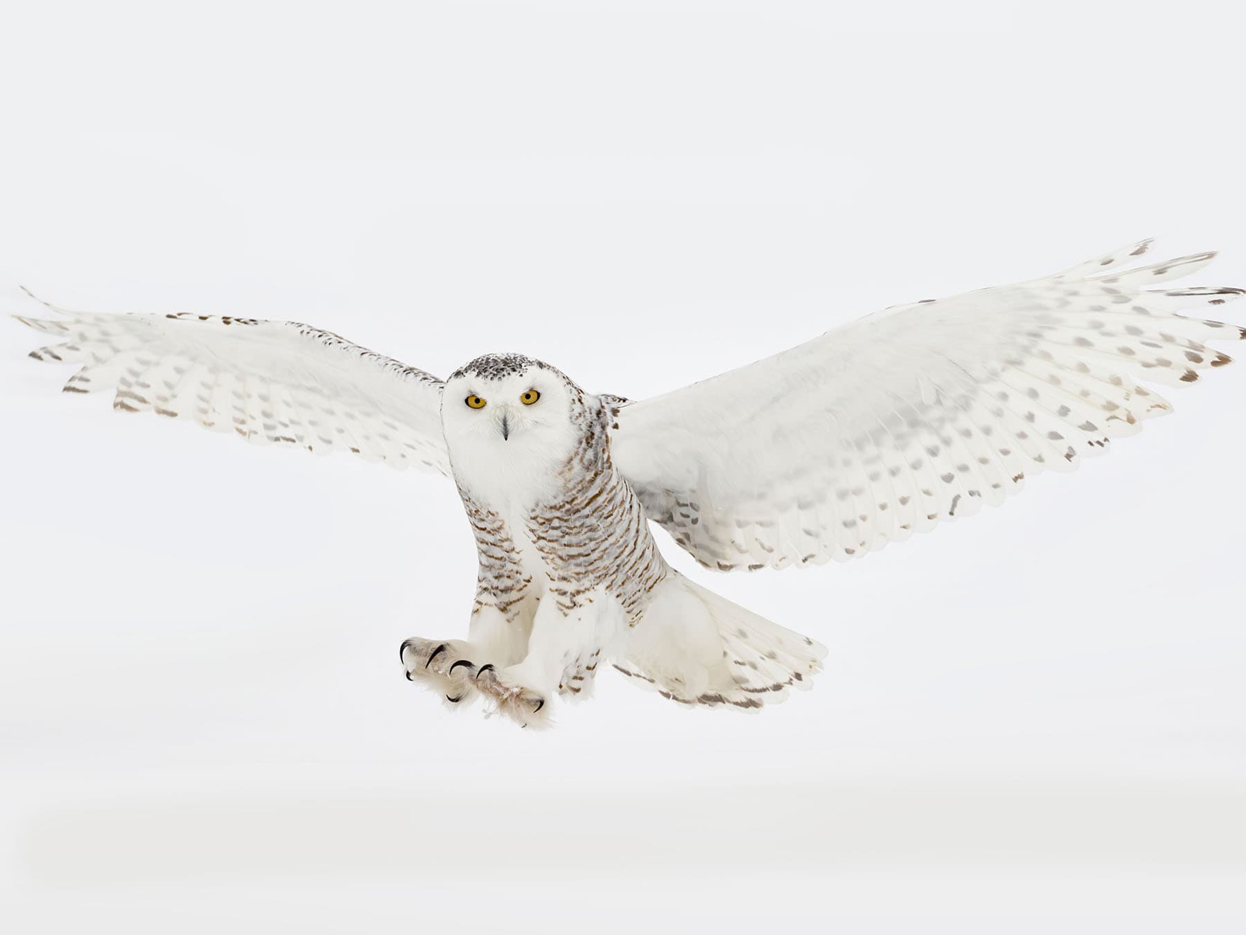 Snowy owl landing