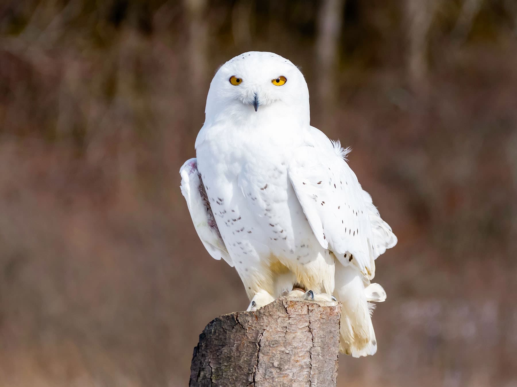 Snowy owl male