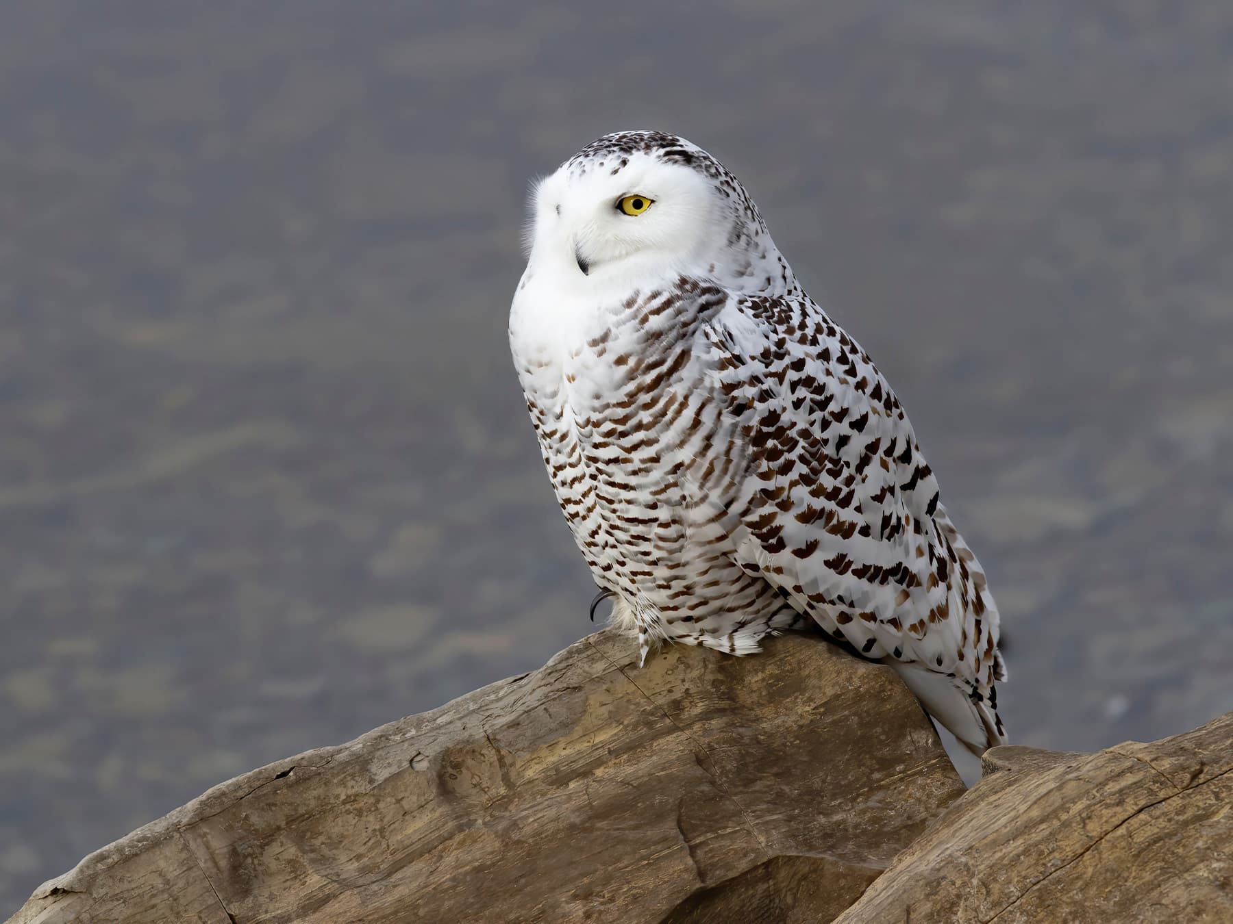 Snowy Owl in natural habitat