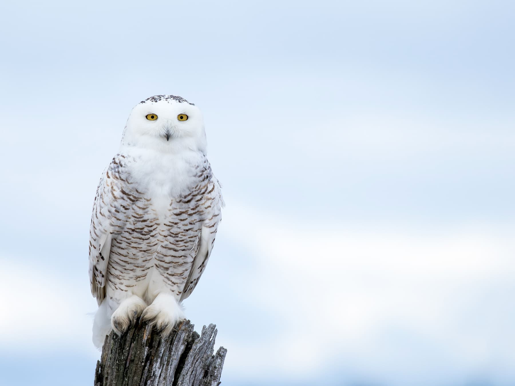 Snowy owl perched on a post