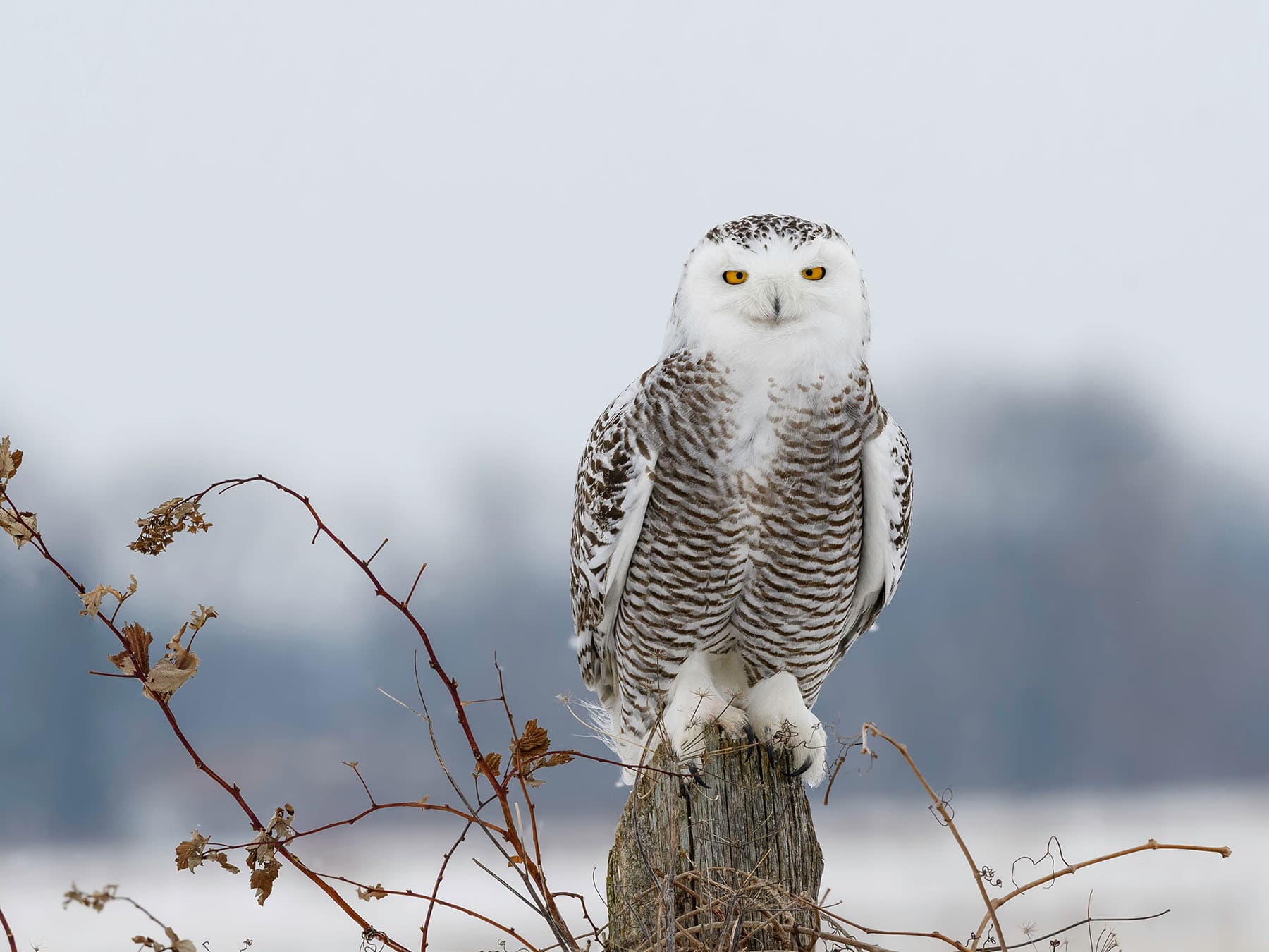 Snowy owl perched