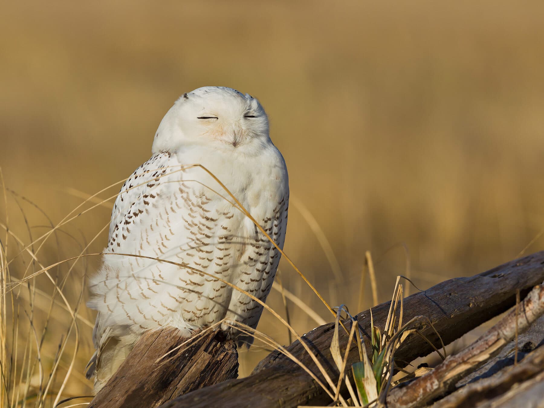 Snowy owl resting