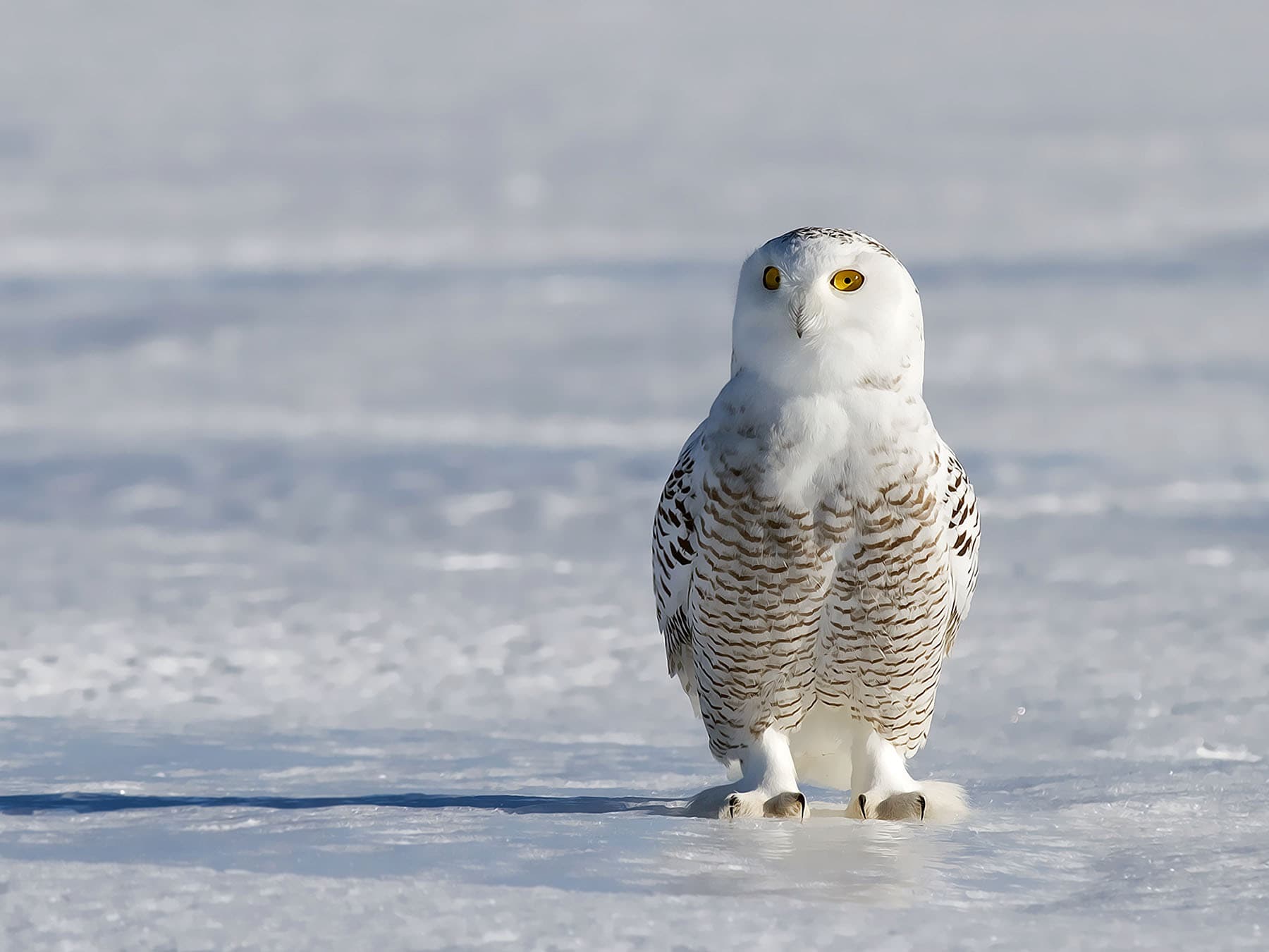 Snowy owl sanding in snow covered field