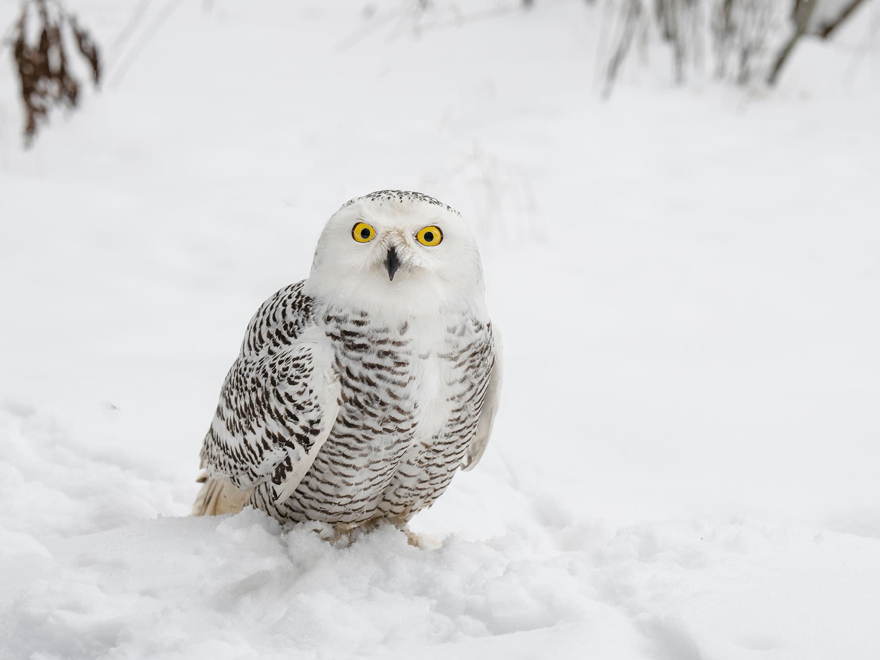 Snowy owl status