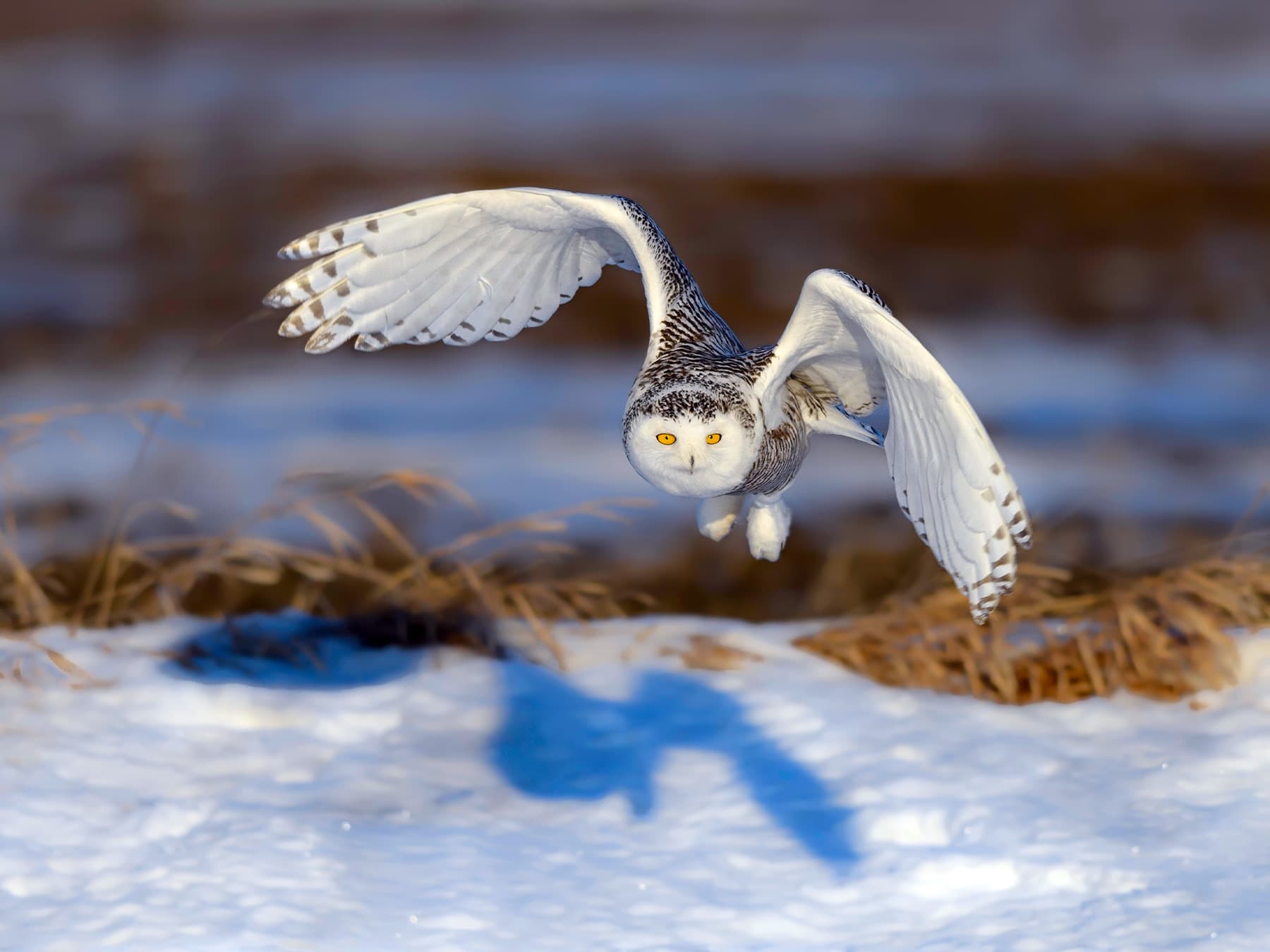 Snowy owl taking off during winter