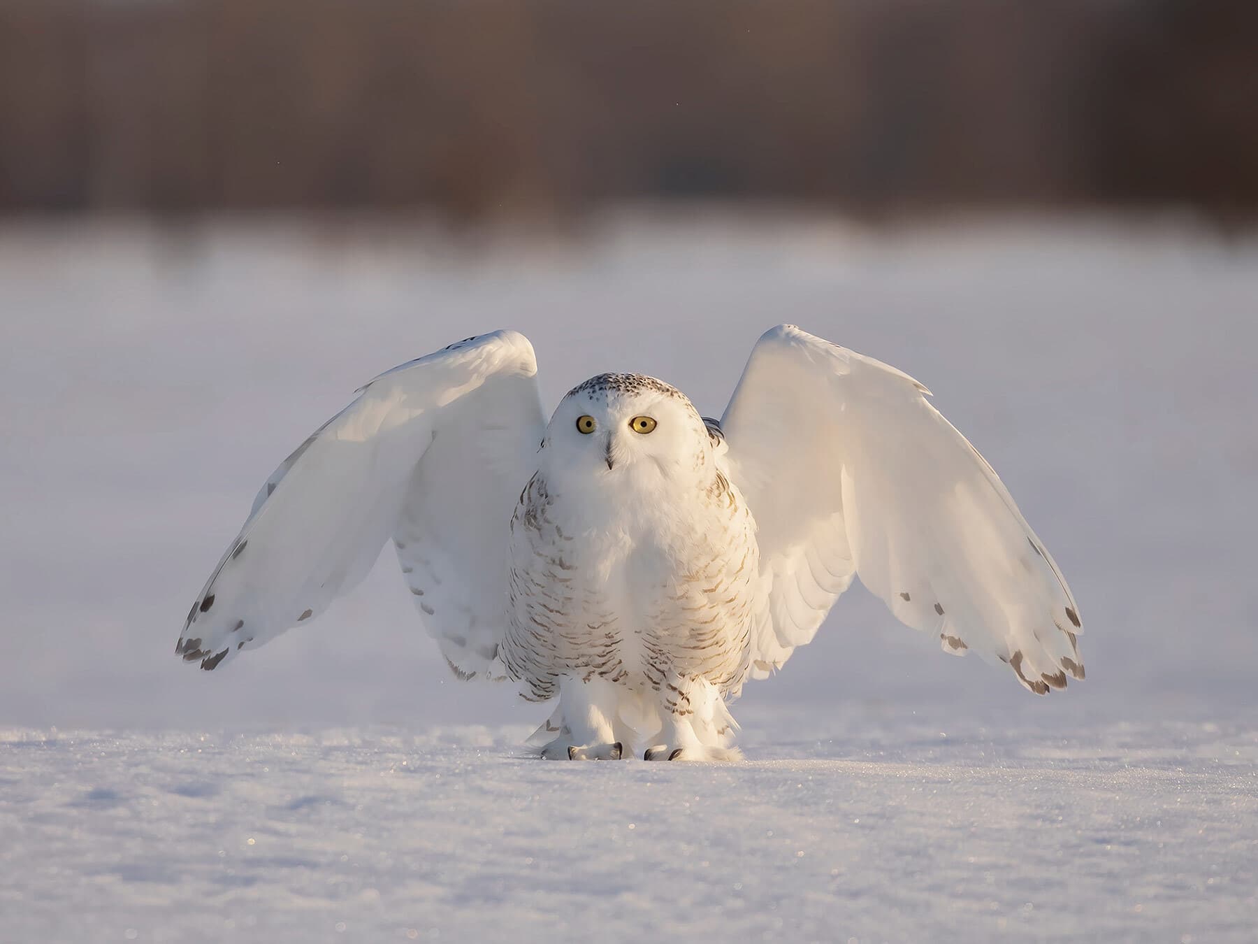Snowy owl taking off