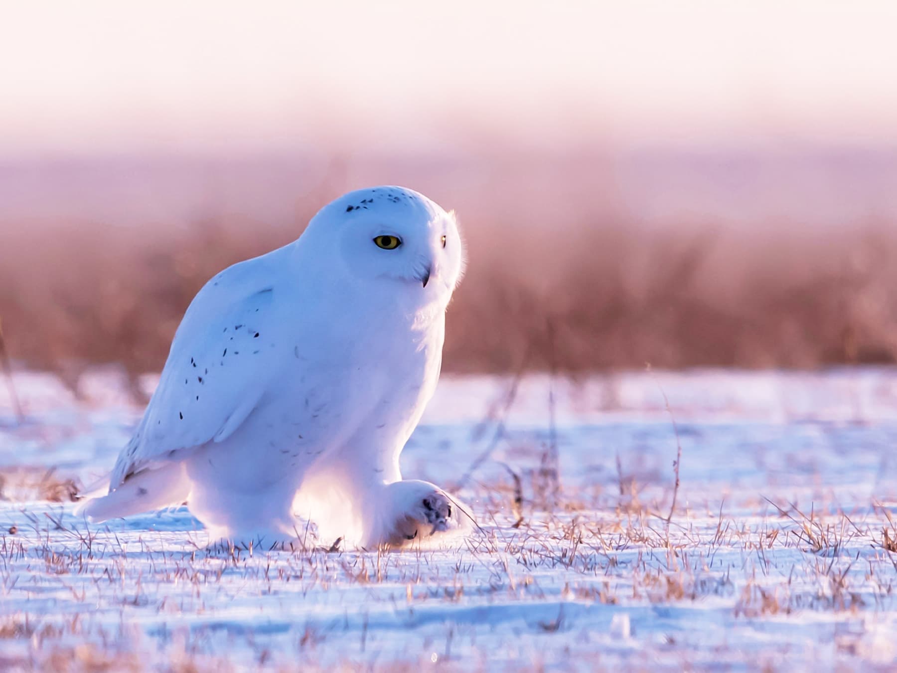 Snowy Owl walking across a snow-covered field