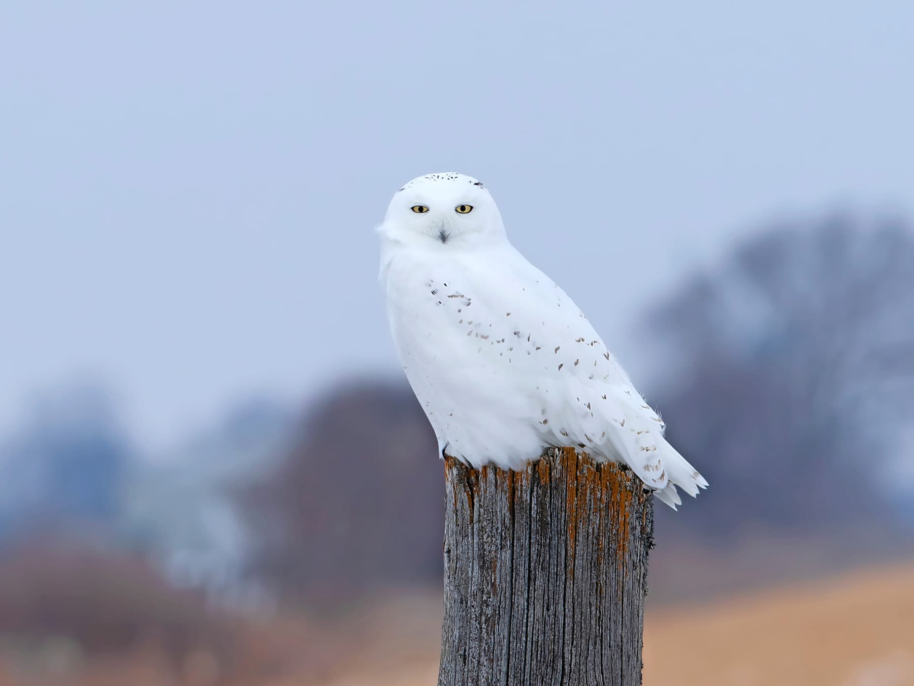 Snowy Owl