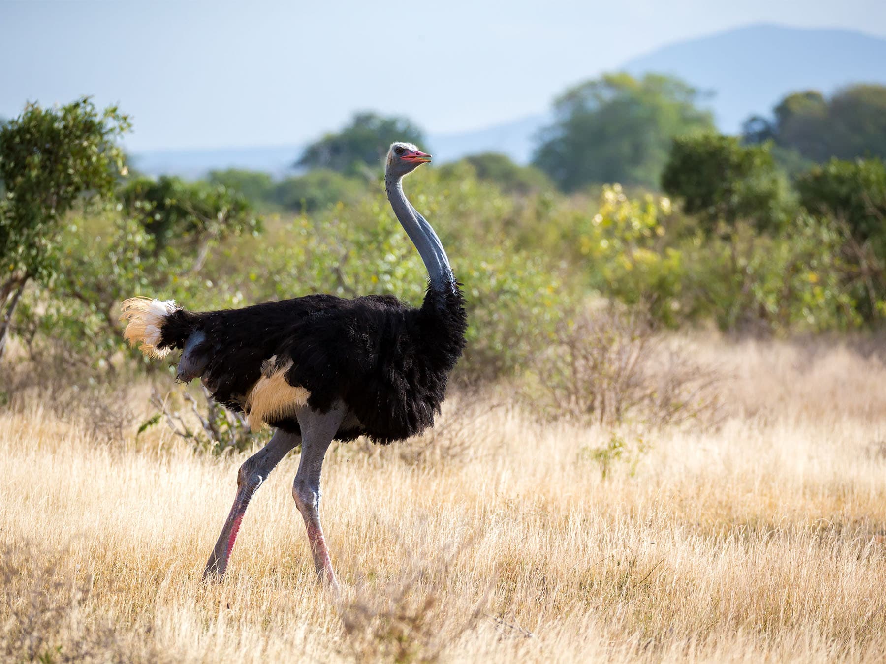 Somali Ostrich