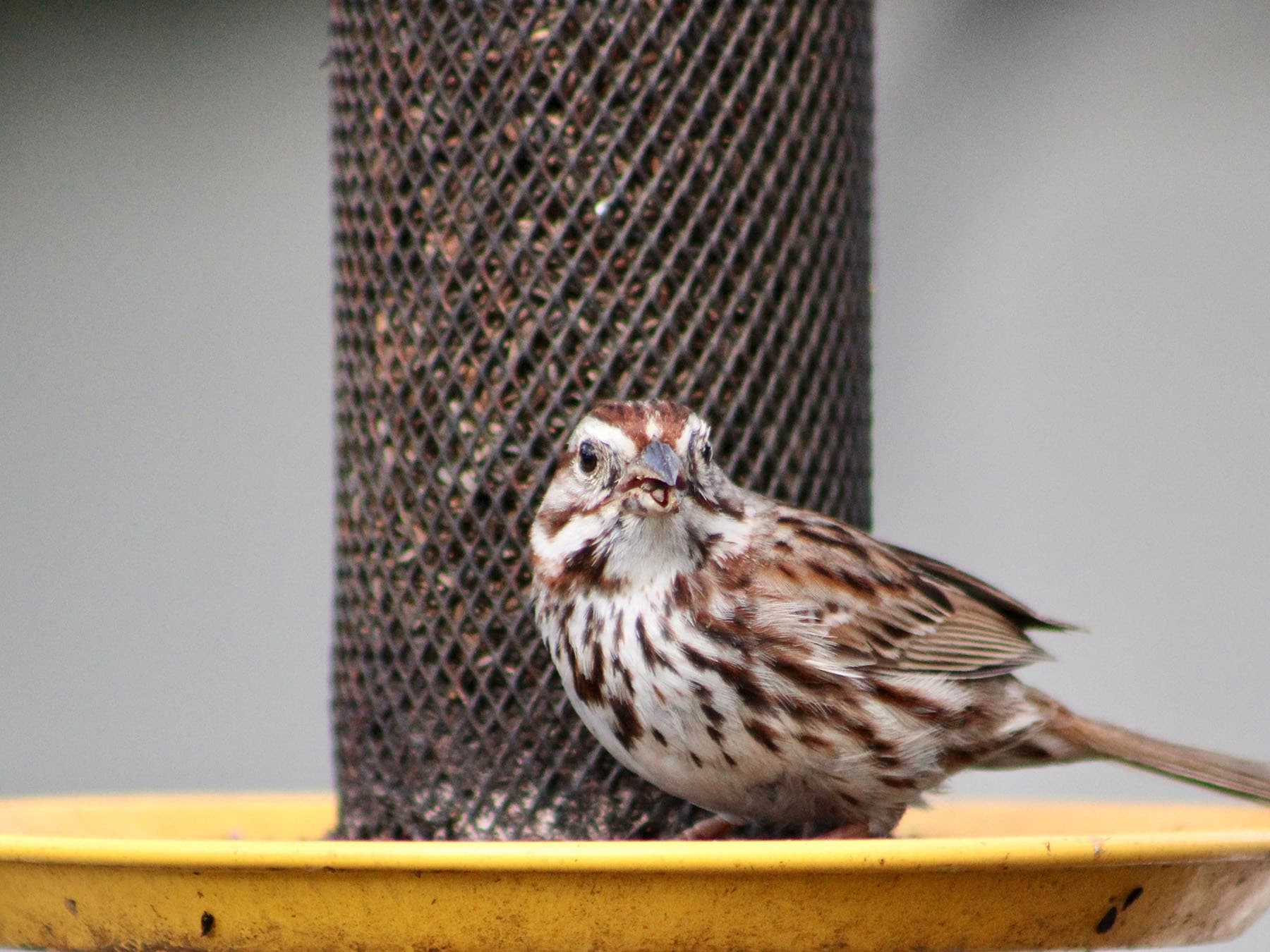 Song sparrow at feeder
