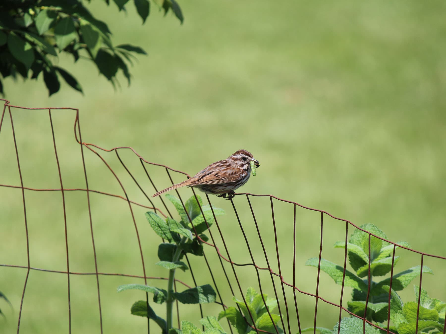 A Song Sparrow carrying caterpillars: both parents feed the young