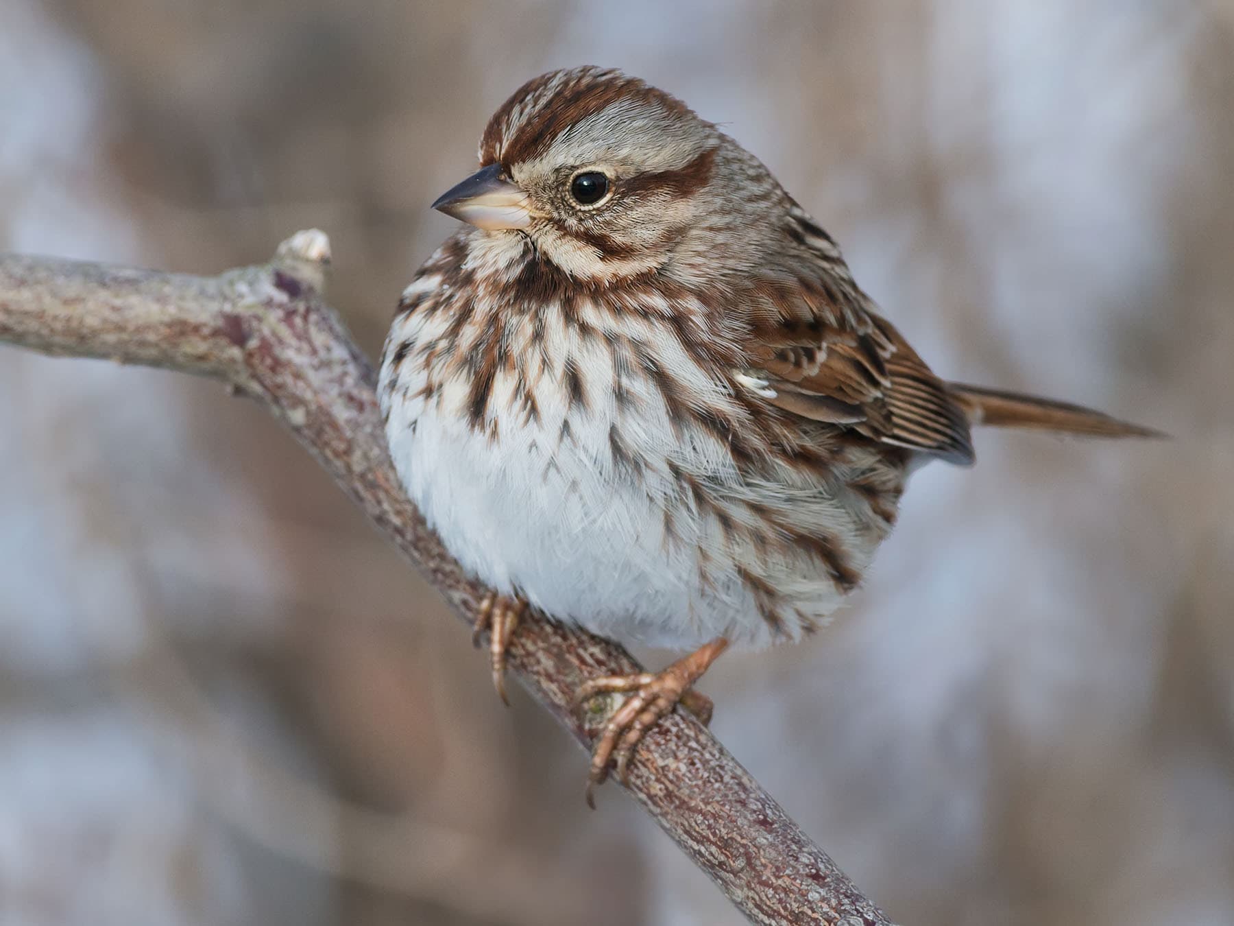 Song sparrow female